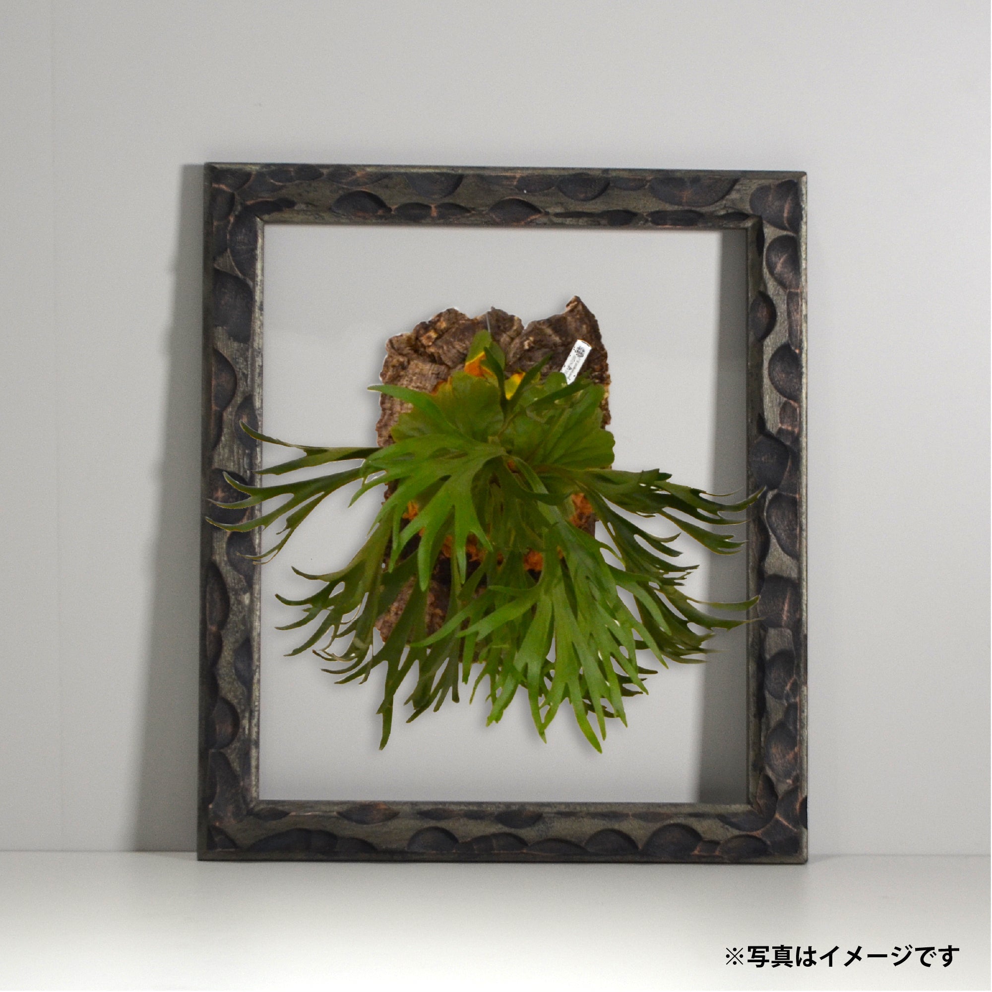 第3ワームホール：com / あぶく プラトー /  abuku_10 / W33.5cm × H45.7cm / ビカクシダの額