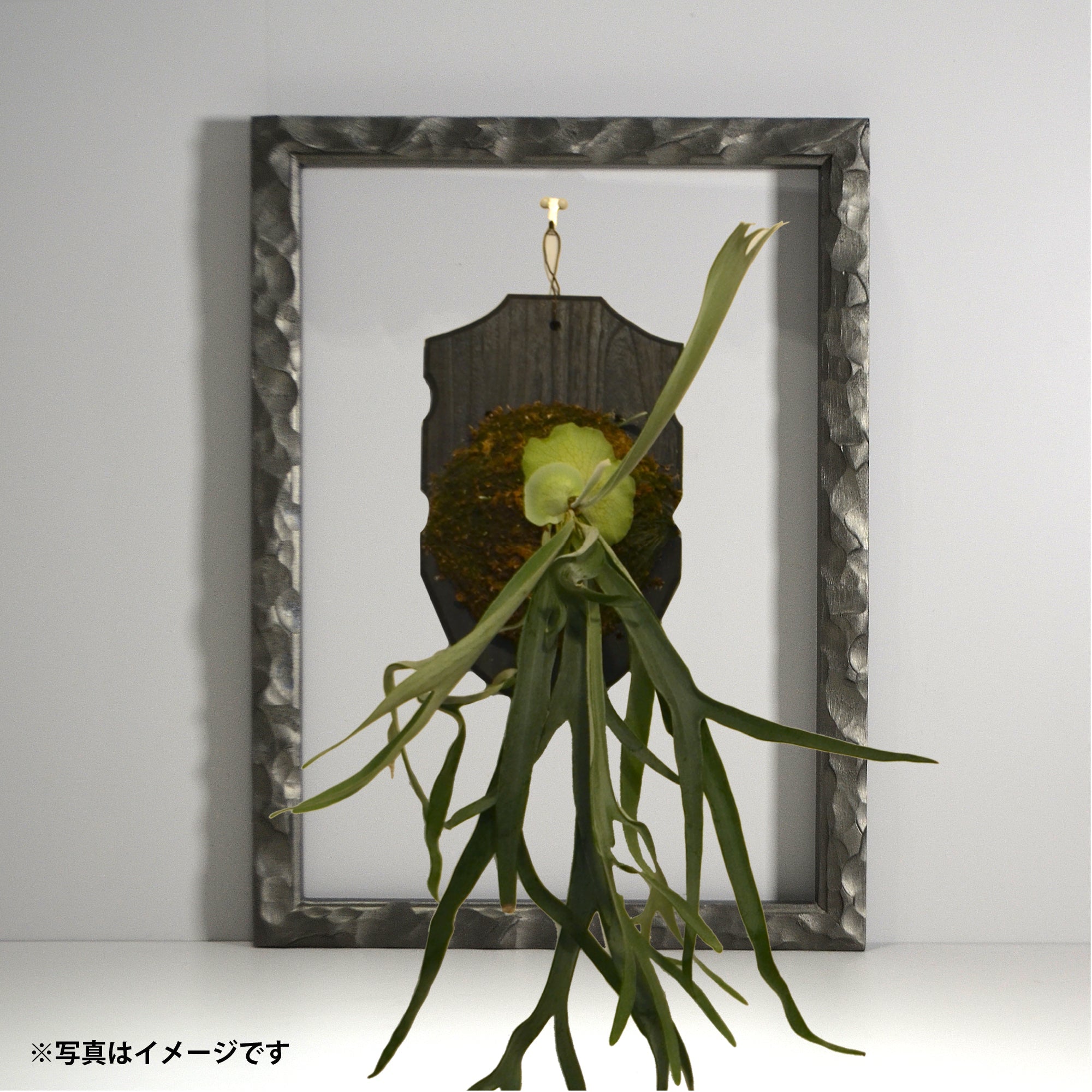 第3ワームホール：com / あぶく 深森 /  abuku_11 / W38cm × H53.5cm / ビカクシダの額