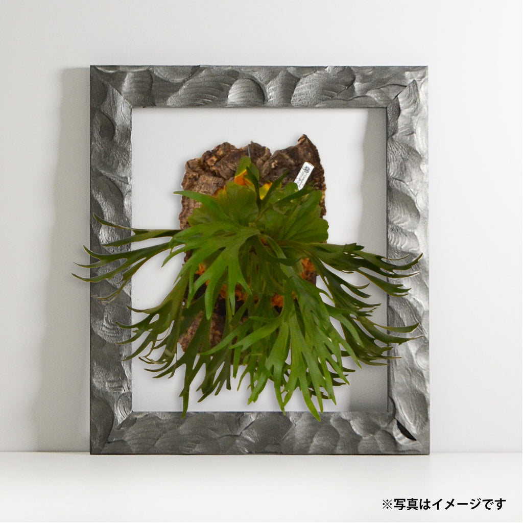 第3ワームホール：com / あぶく深森 /  abuku_ol_01 / W31cm × H25.5cm / ビカクシダの額