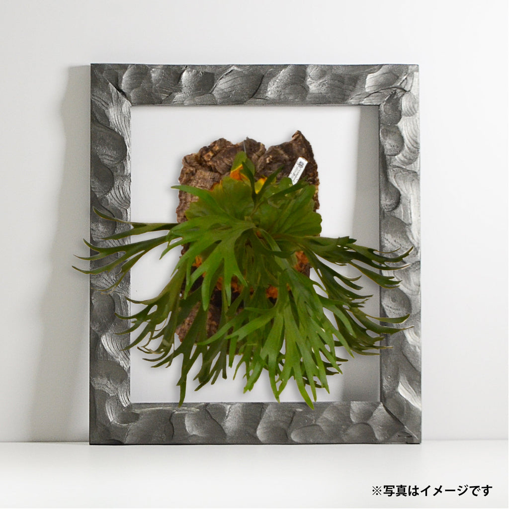 第3ワームホール：com / あぶく深森 /  abuku_ol_02 / W30.8cm × H35.3cm / ビカクシダの額