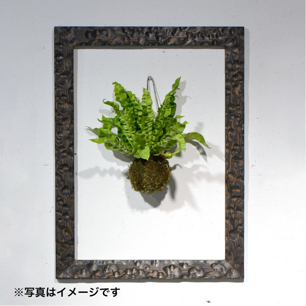 第3ワームホール：com / あぶく杢黒（赤松） /  com03_abl01_xl / W44.7cm × H60cm / ビカクシダ額