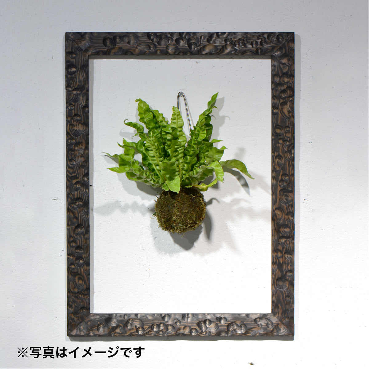 第3ワームホール：com / あぶく杢黒（赤松） /  com03_abl01_xl / W44.7cm × H60cm / ビカクシダ額
