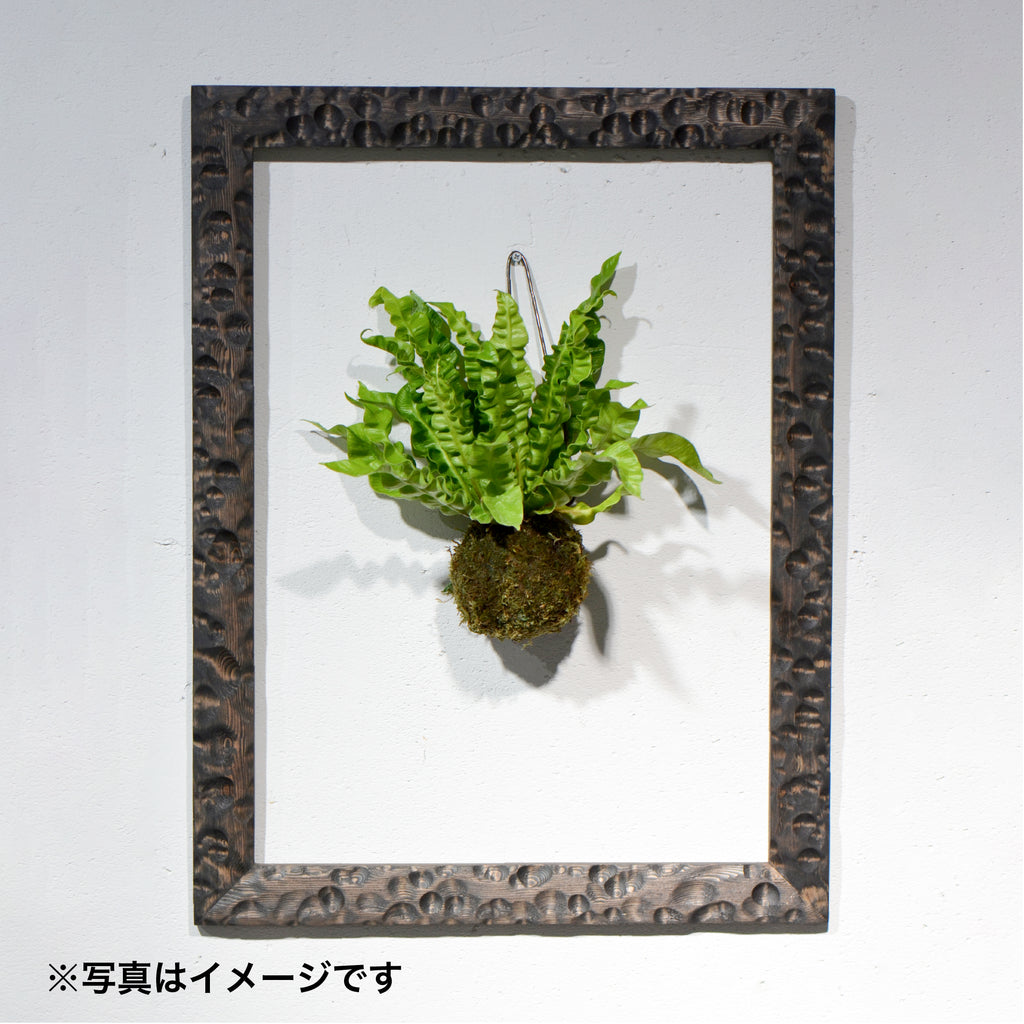 第3ワームホール：com / あぶく杢黒（赤松） /  com03_abl02_xl / W45.8cm × H59.5cm / ビカクシダ額