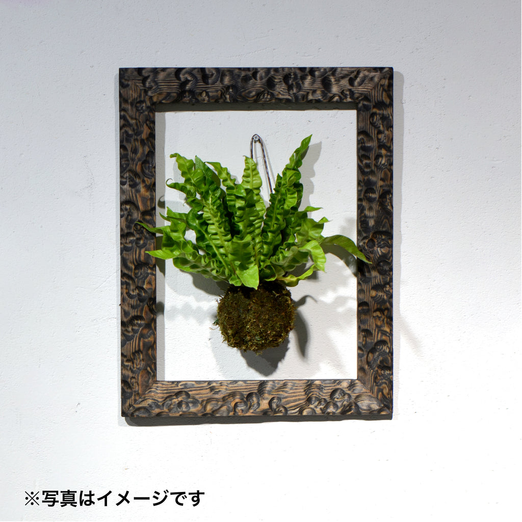 第3ワームホール：com / あぶく杢黒（赤松） /  com03_abl03_xl / W34.7cm × H44.5cm / ビカクシダ額