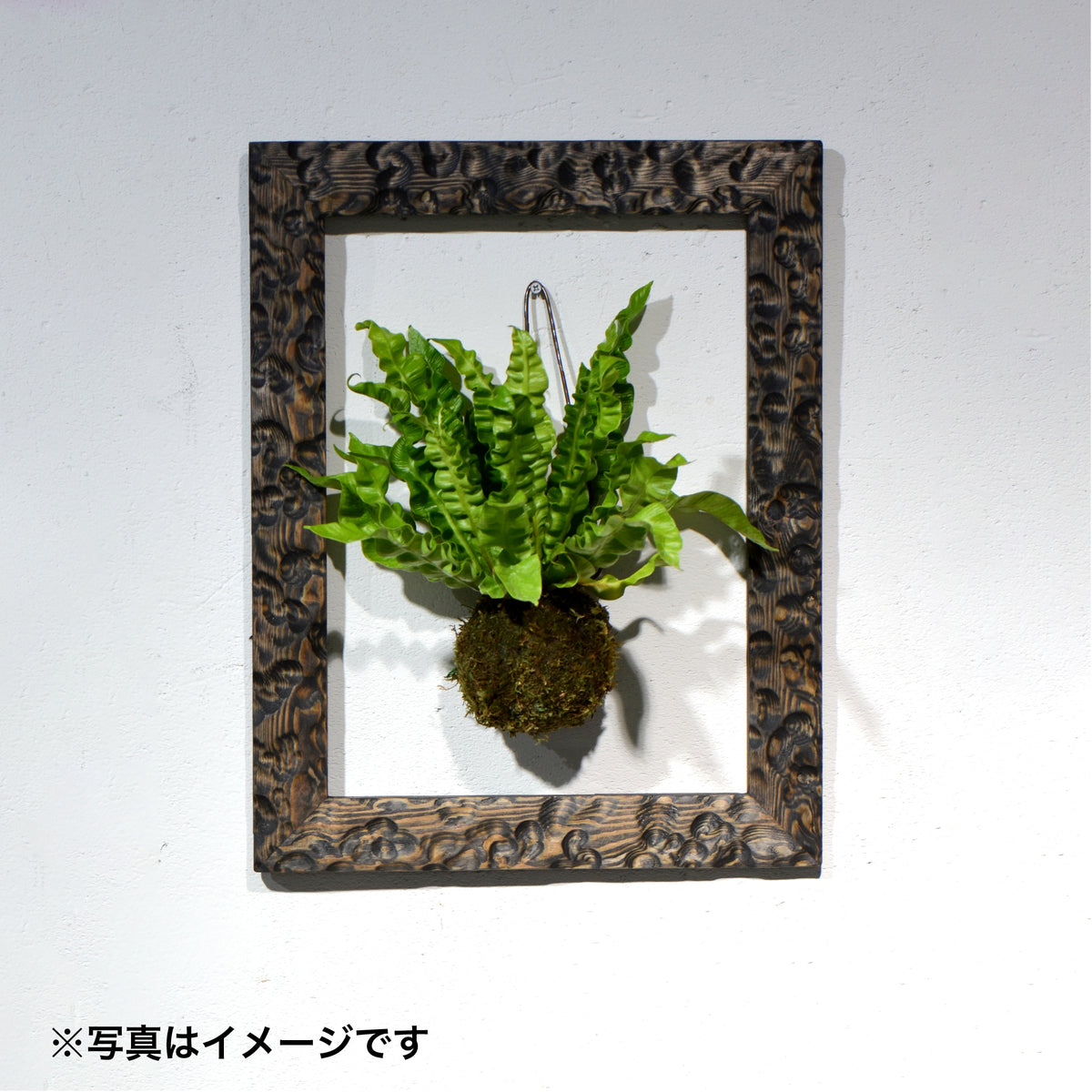 第3ワームホール：com / あぶく杢黒（赤松） /  com03_abl03_xl / W34.7cm × H44.5cm / ビカクシダ額