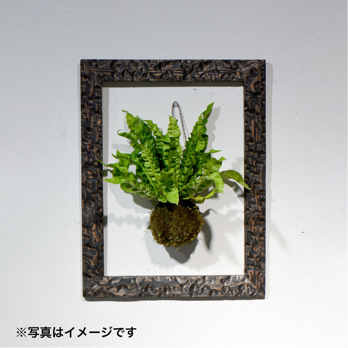 第3ワームホール：com / あぶく杢黒（ツガ） /  com03_abl04_xl / W35cm × H45.3cm / ビカクシダ額