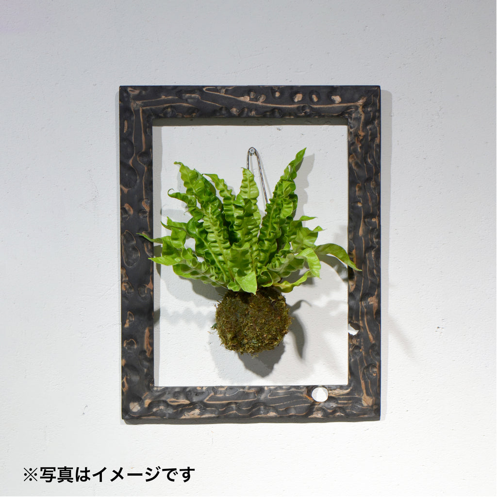 第3ワームホール：com / あぶく杢黒（杉） /  com03_abl05_xl / W35cm × H45cm / ビカクシダ額