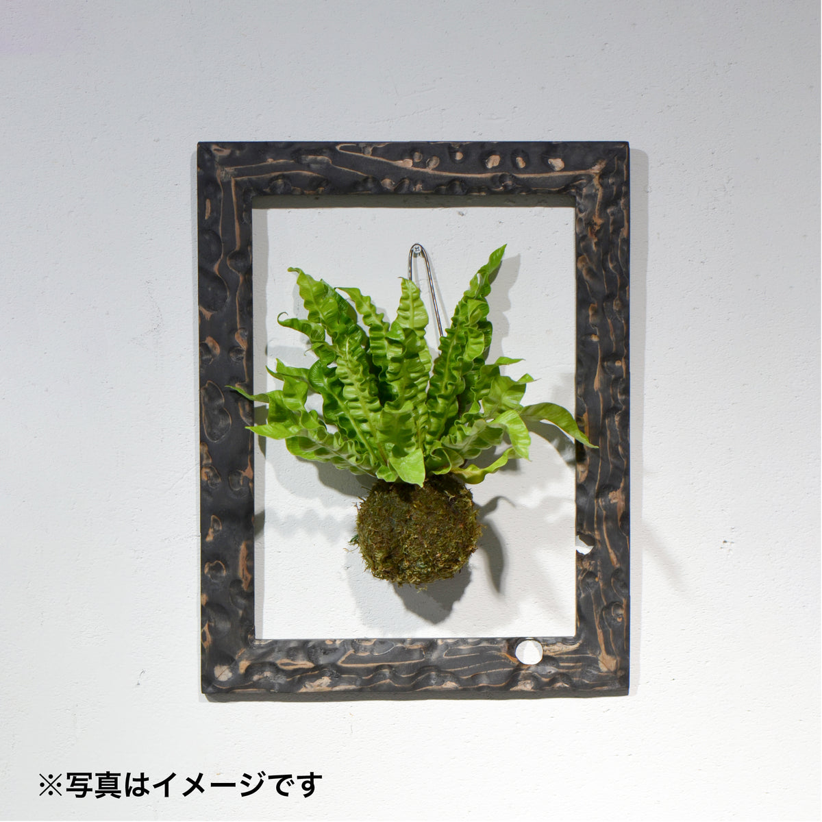 第3ワームホール：com / あぶく杢黒（杉） /  com03_abl05_xl / W35cm × H45cm / ビカクシダ額