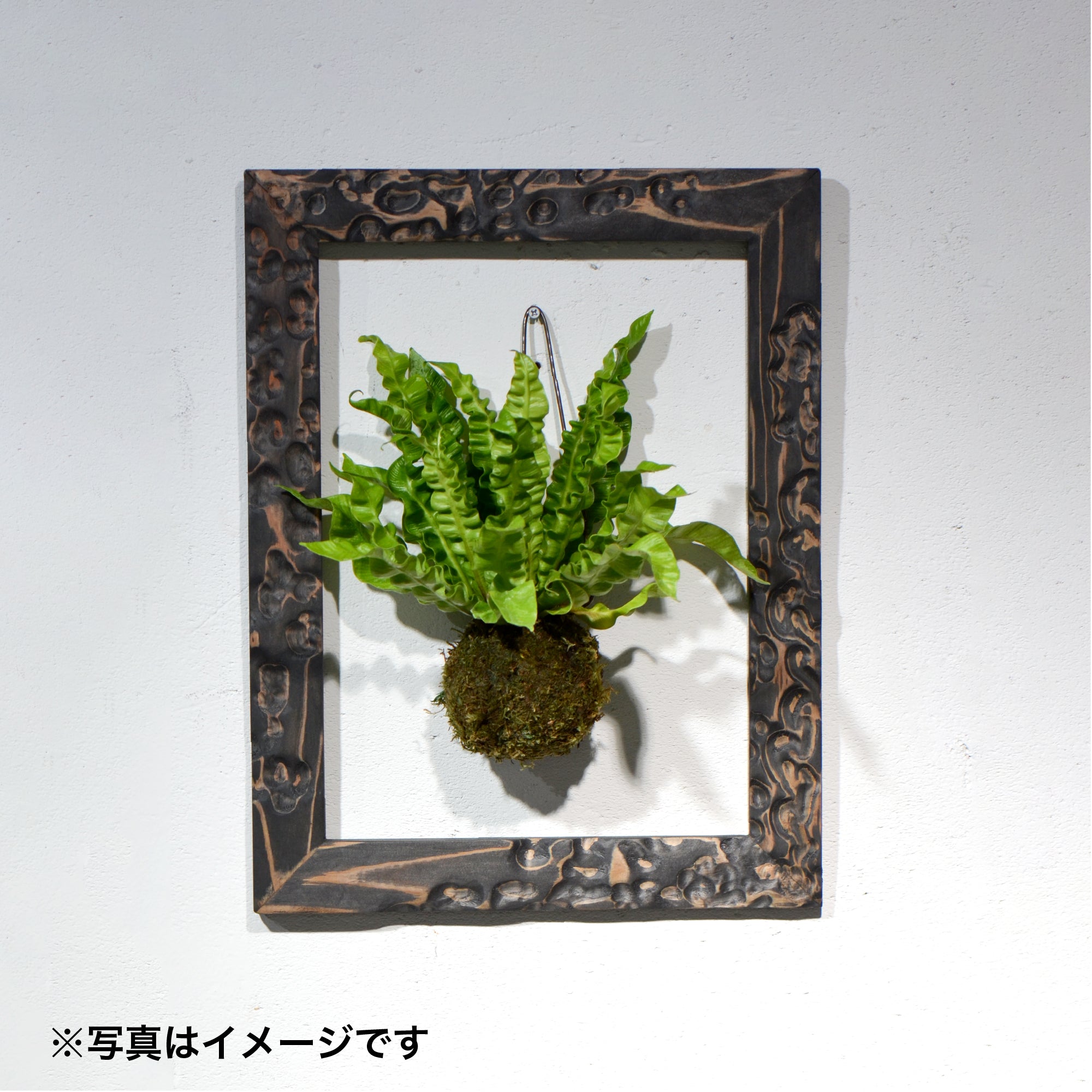 第3ワームホール：com / あぶく杢黒（杉） / com03_abl06_xl / W35cm