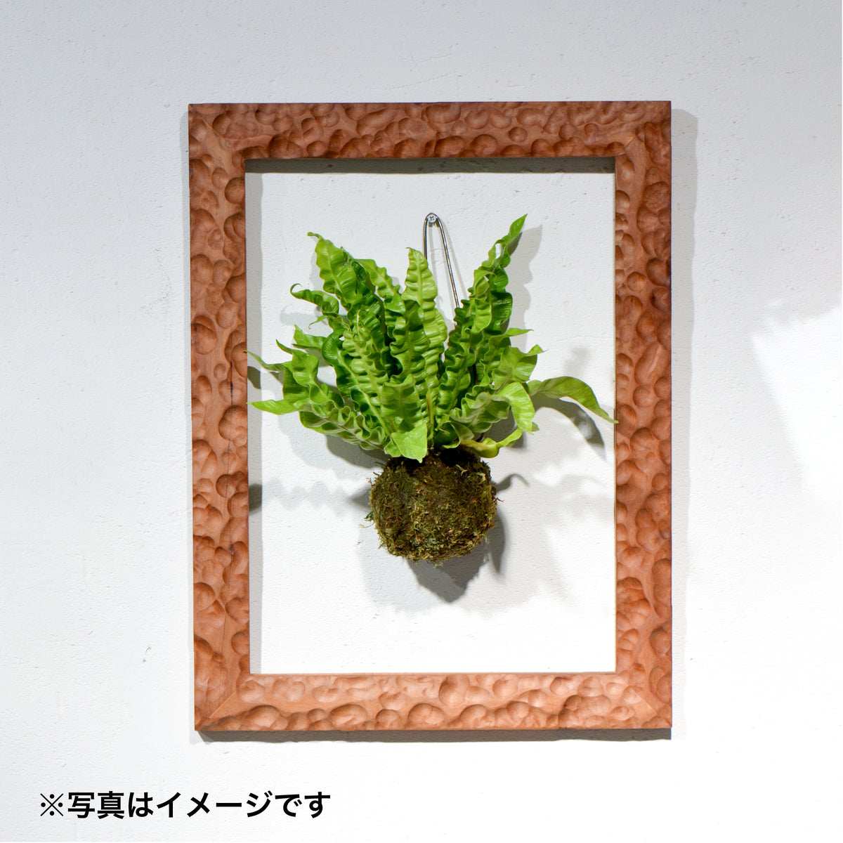 第3ワームホール：com / あぶく（桜） /  com03_ana07_xl / W38cm × H50cm / ビカクシダ額