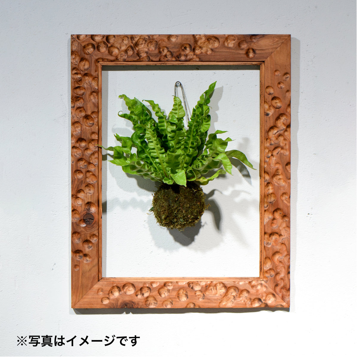 第3ワームホール：com / あぶくダーク（杉） /  com03_ana08_xl / W41cm × H51.5cm / ビカクシダ額