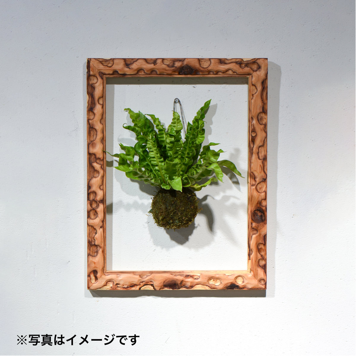 第3ワームホール：com / コンター（エンジニアードウッド）/  com03_cna09_xl / W37.7cm × H48.8cm / ビカクシダ額