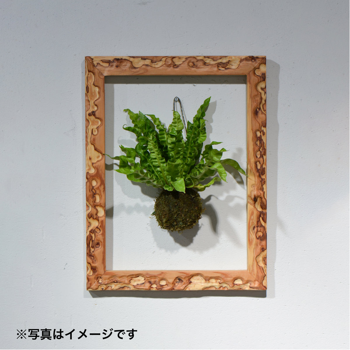 第3ワームホール：com / コンター（エンジニアードウッド）/  com03_cna10_xl / W37.2cm × H47.8cm / ビカクシダ額