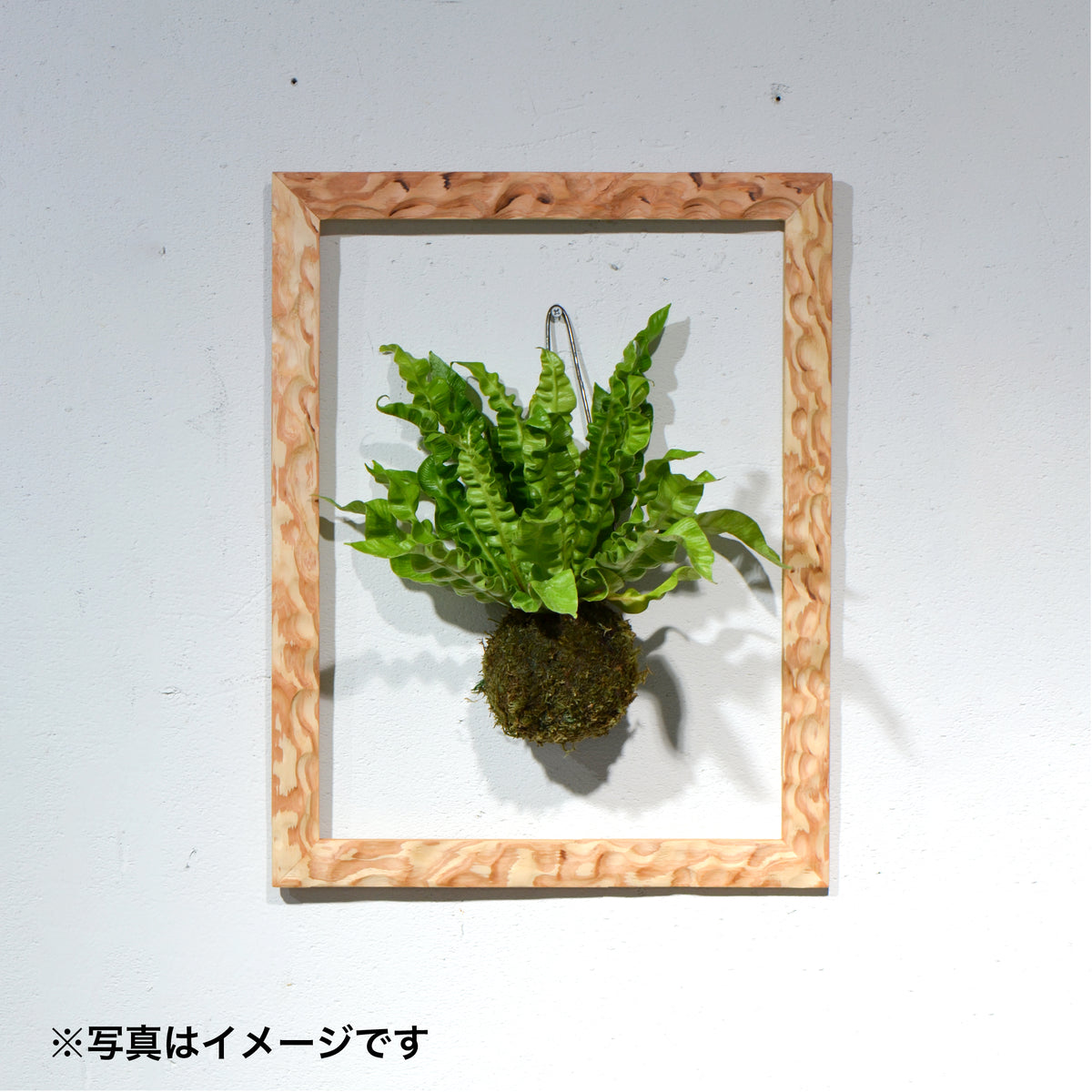 第3ワームホール：com / 雲紋(杉) /  com03_una11_xl / W35cm × H62.5cm / ビカクシダ額