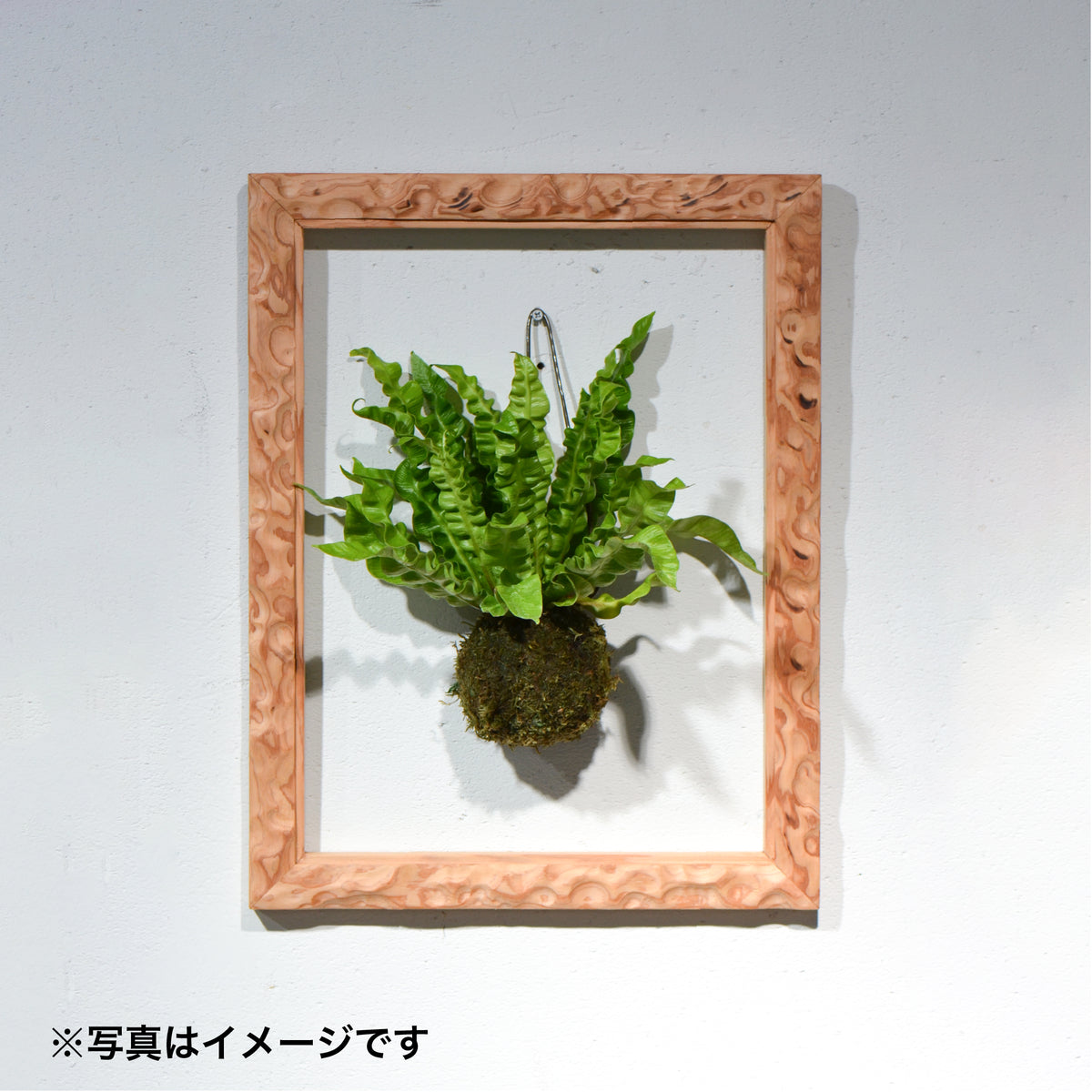 第3ワームホール：com / 雲紋(杉)  /  com03_una12_xl / W36cm × H46.5cm / ビカクシダ額