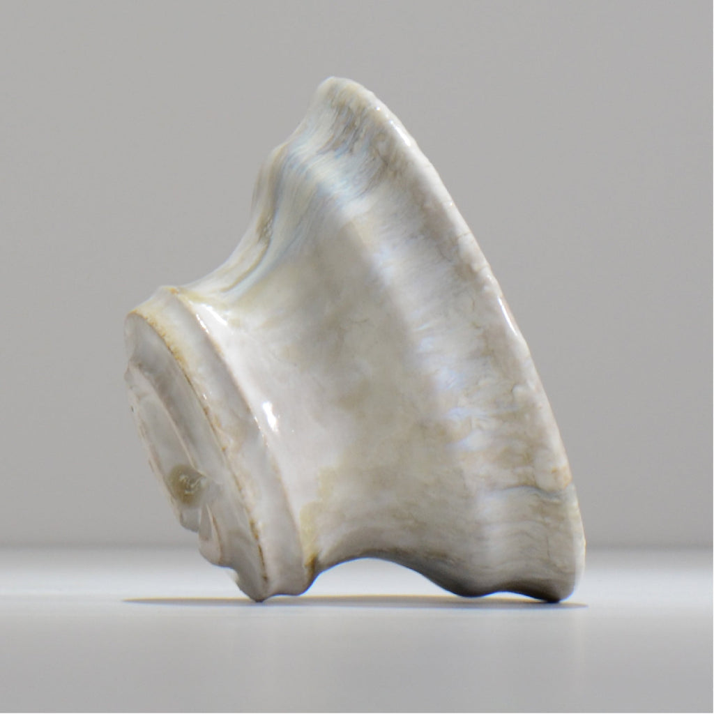 ヒノモトナツミ / 縁-ふち- /cone3_fu48_l/ 約φ15.1cm / 植木鉢