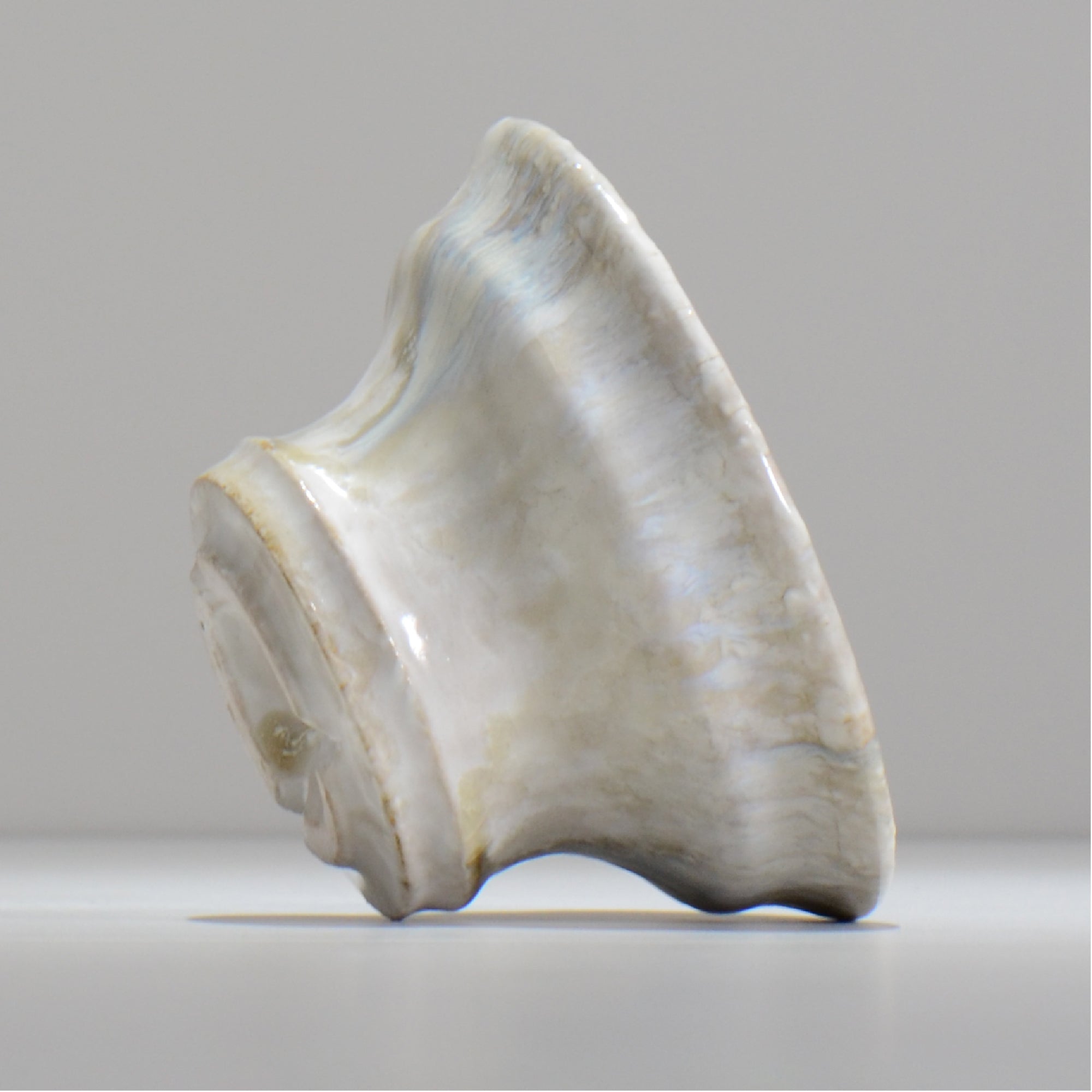 ヒノモトナツミ / 縁-ふち- /cone3_fu48_l/ 約φ15.1cm / 植木鉢