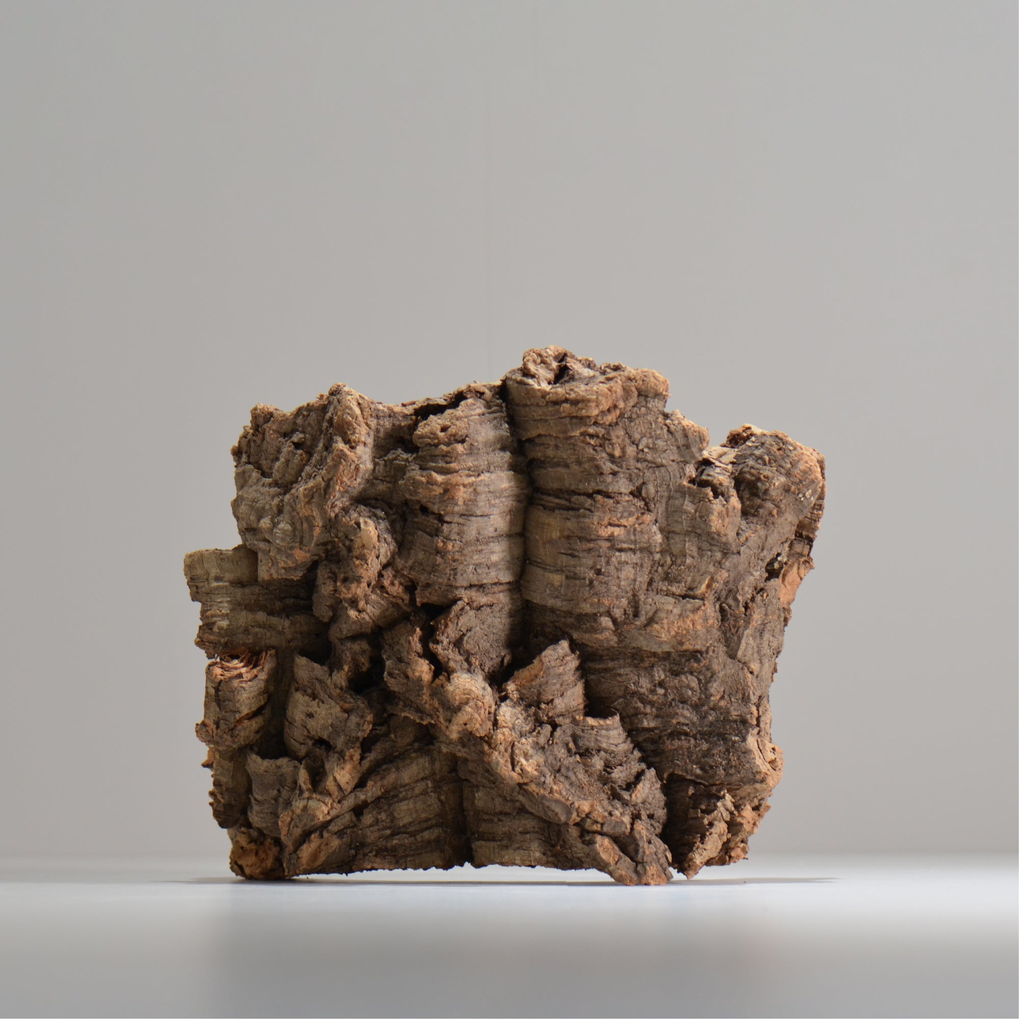 板付け用コルク / ビカクシダ / エアプランツ / 長辺約24cm / hachi_ko01_xl  / 着生板