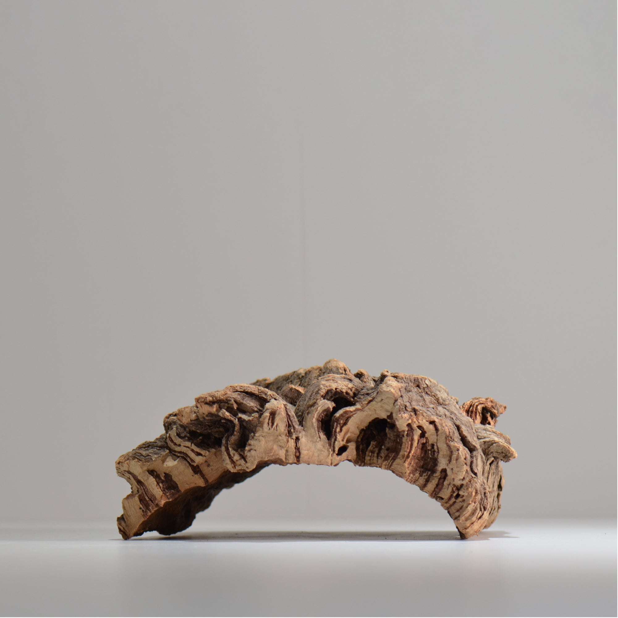 板付け用コルク / ビカクシダ / エアプランツ / 長辺約24cm / hachi_ko01_xl  / 着生板