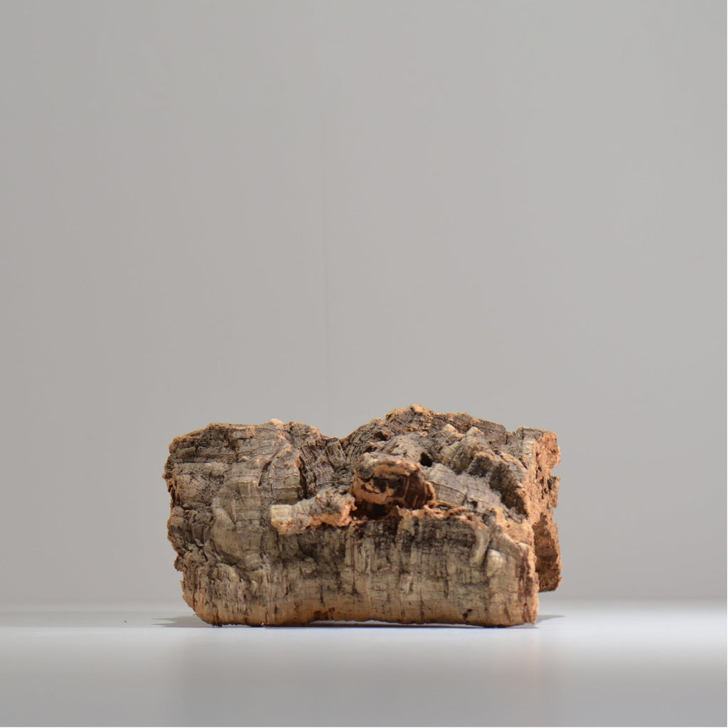 板付け用コルク / ビカクシダ / エアプランツ / 長辺約24cm / hachi_ko01_xl  / 着生板