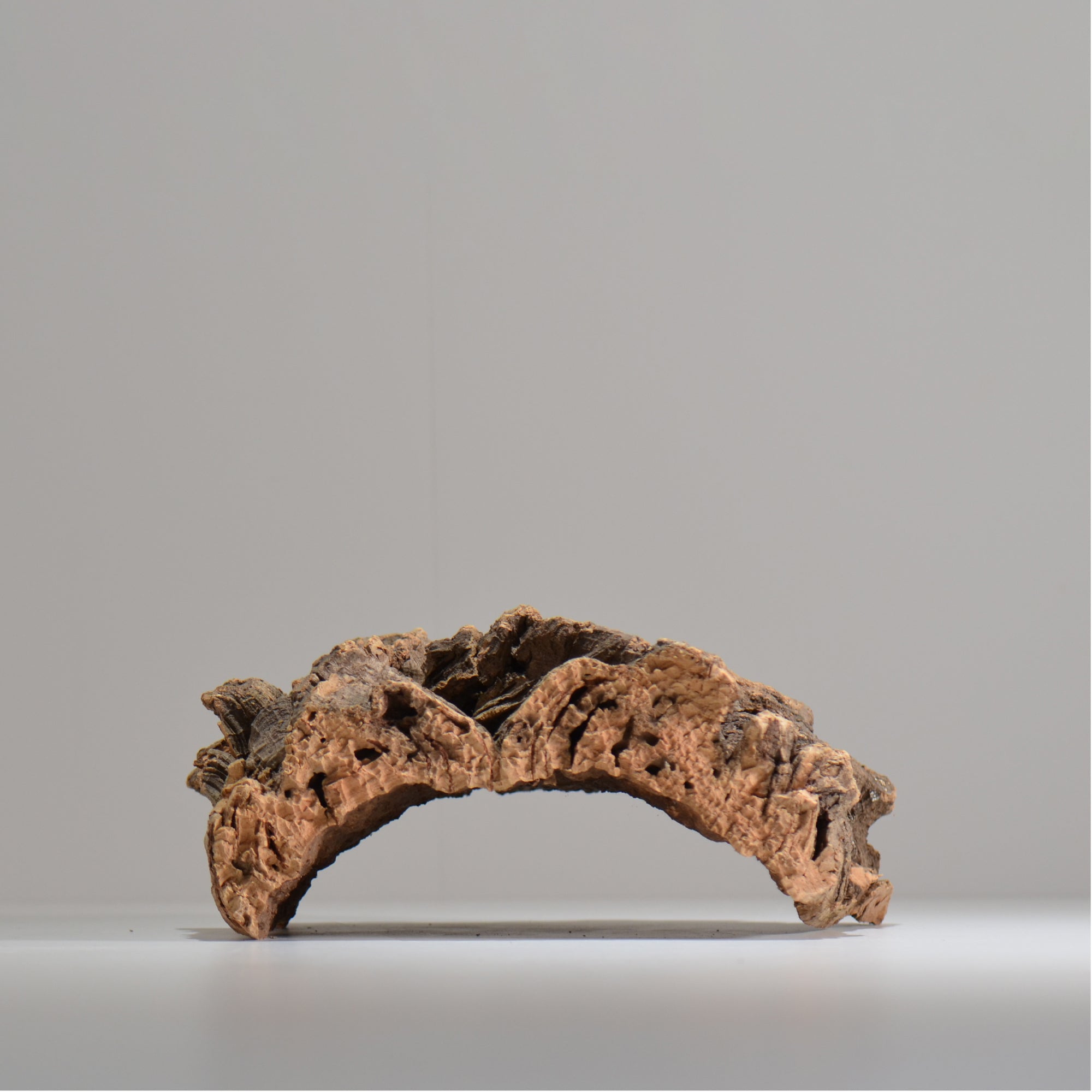 板付け用コルク / ビカクシダ / エアプランツ / 長辺約24cm / hachi_ko01_xl  / 着生板