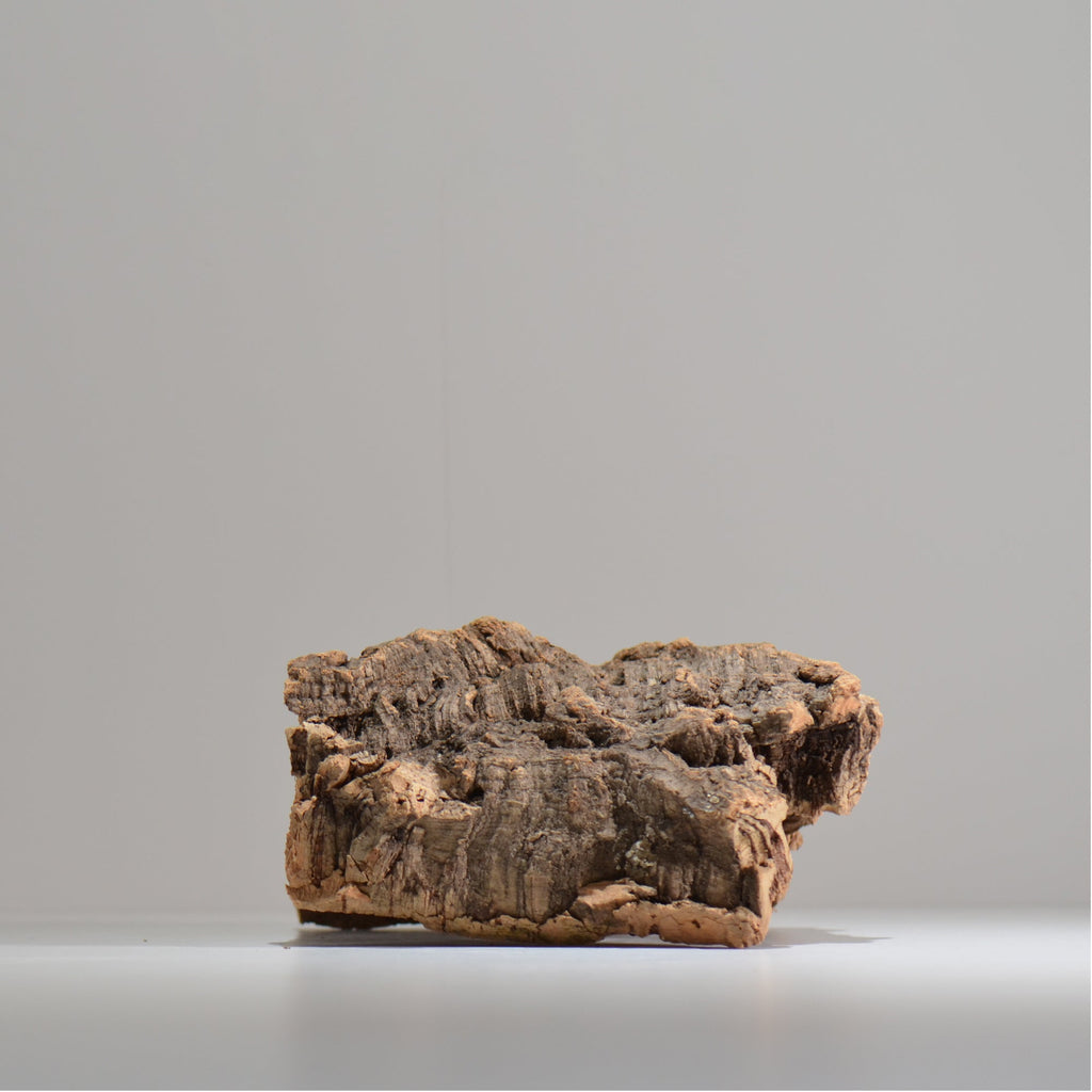 板付け用コルク / ビカクシダ / エアプランツ / 長辺約24cm / hachi_ko01_xl  / 着生板