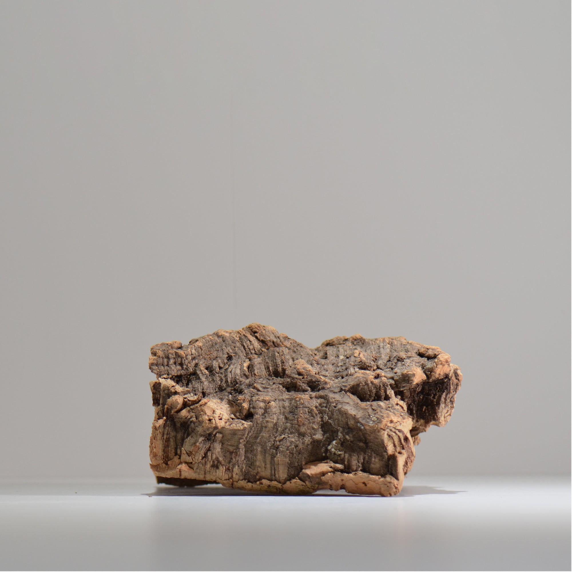 板付け用コルク / ビカクシダ / エアプランツ / 長辺約24cm / hachi_ko01_xl  / 着生板