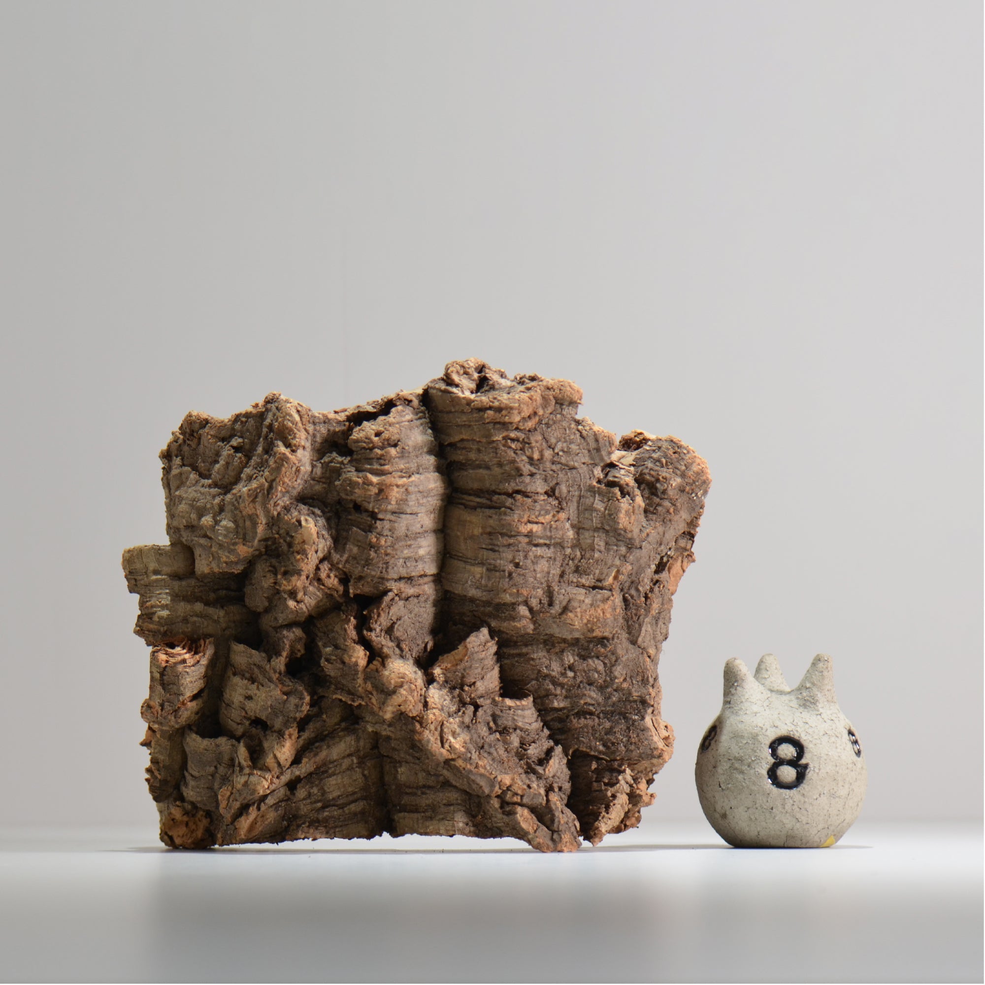 板付け用コルク / ビカクシダ / エアプランツ / 長辺約24cm / hachi_ko01_xl  / 着生板