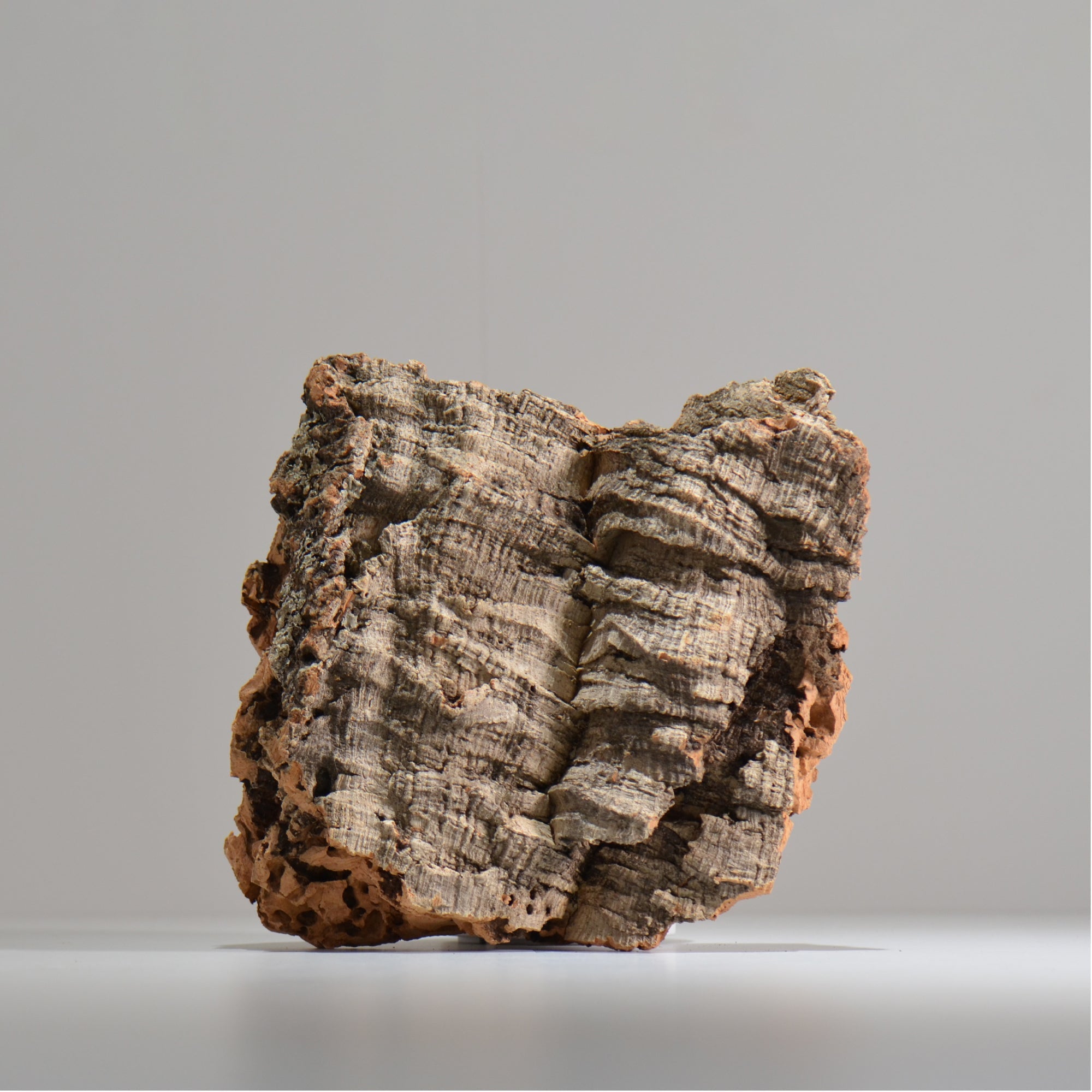 板付け用コルク / ビカクシダ / エアプランツ / 長辺約23cm / hachi_ko02_xl / 着生板