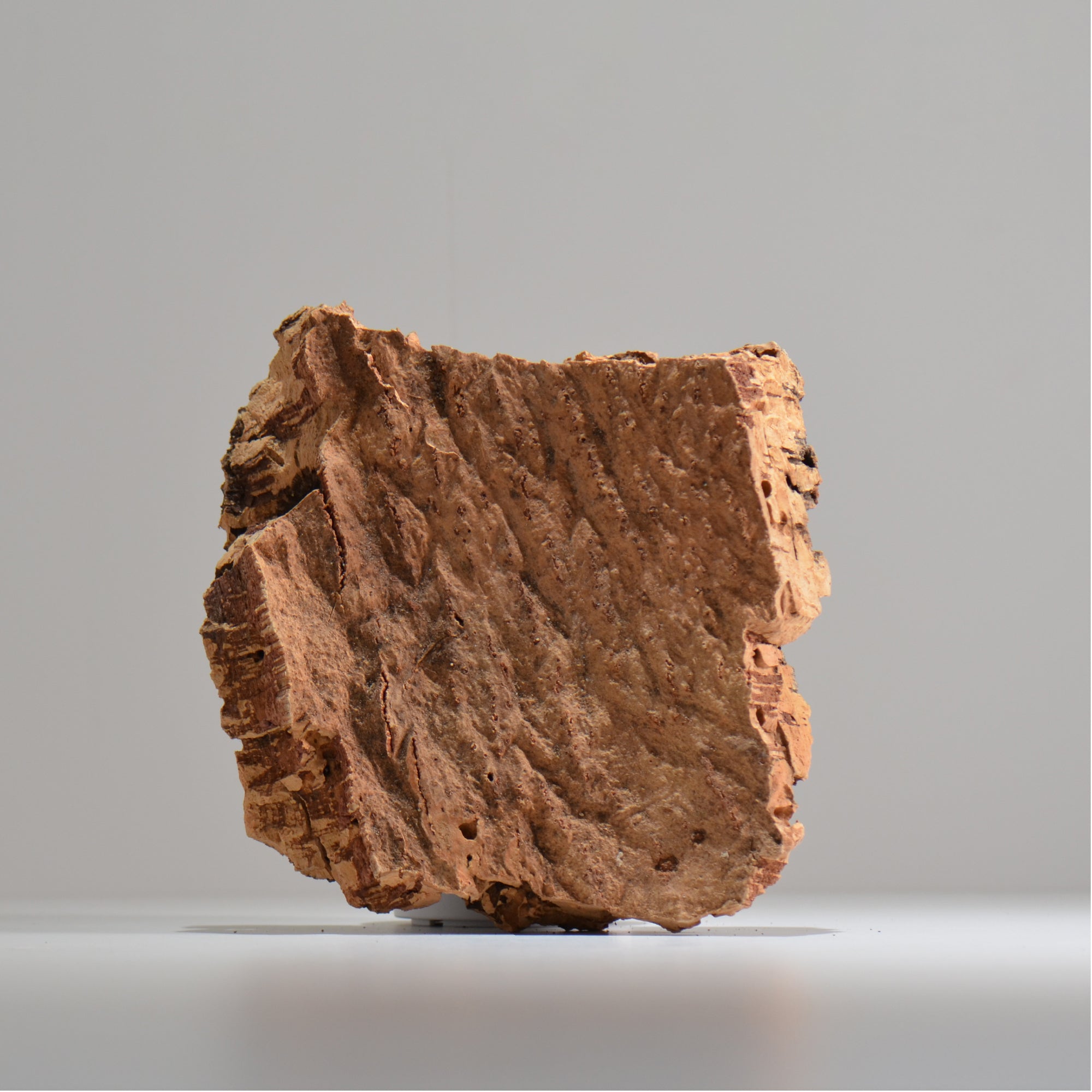 板付け用コルク / ビカクシダ / エアプランツ / 長辺約23cm / hachi_ko02_xl / 着生板