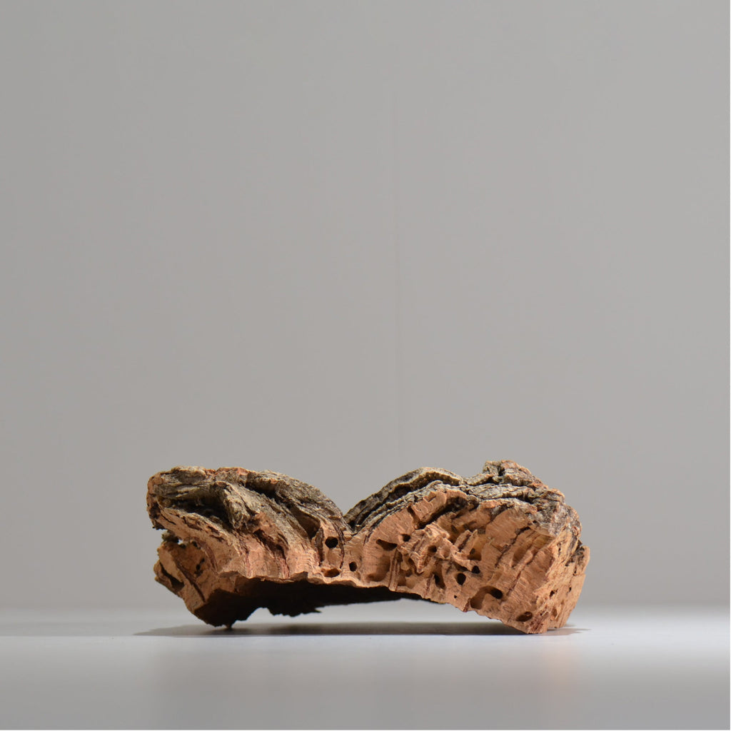 板付け用コルク / ビカクシダ / エアプランツ / 長辺約23cm / hachi_ko02_xl / 着生板