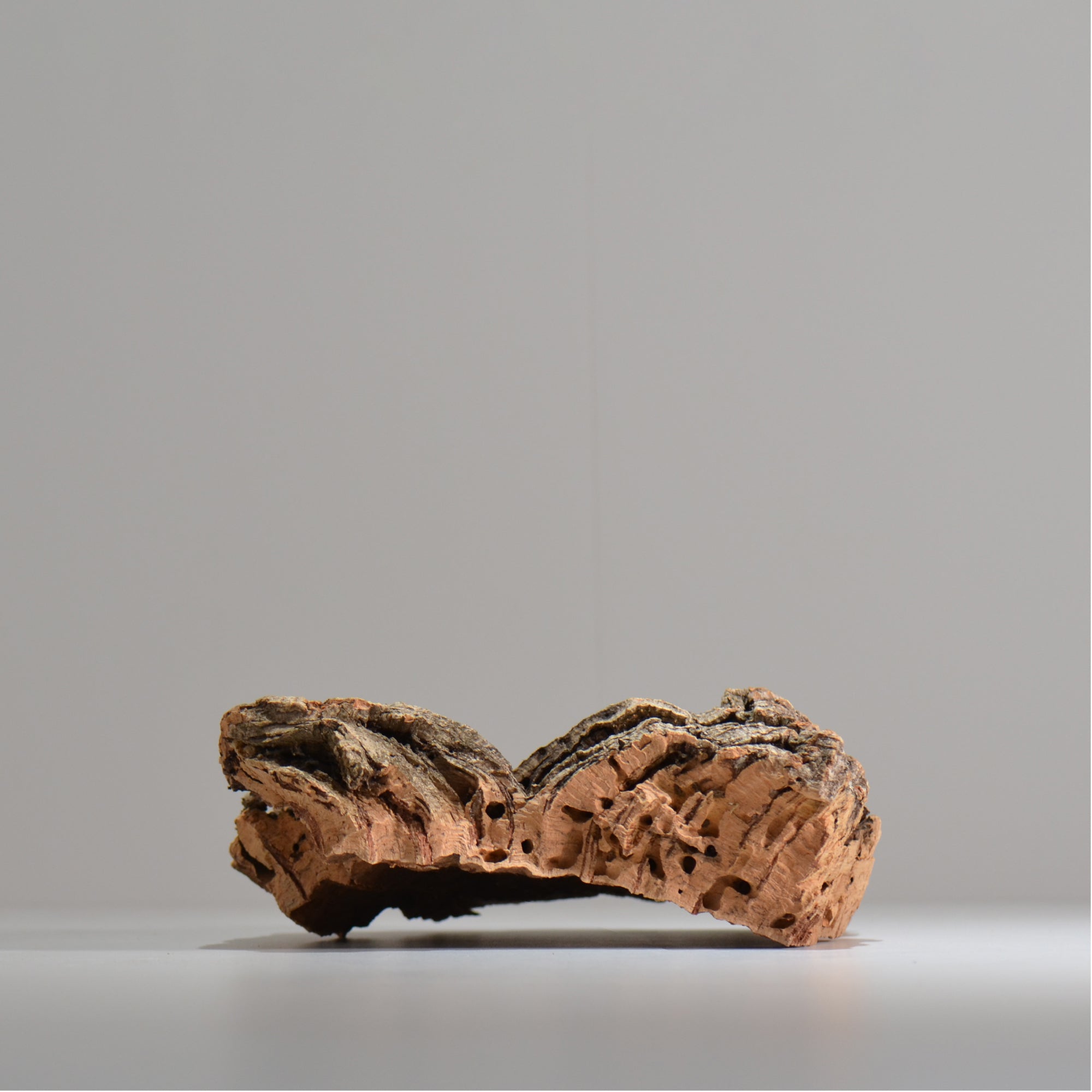 板付け用コルク / ビカクシダ / エアプランツ / 長辺約23cm / hachi_ko02_xl / 着生板