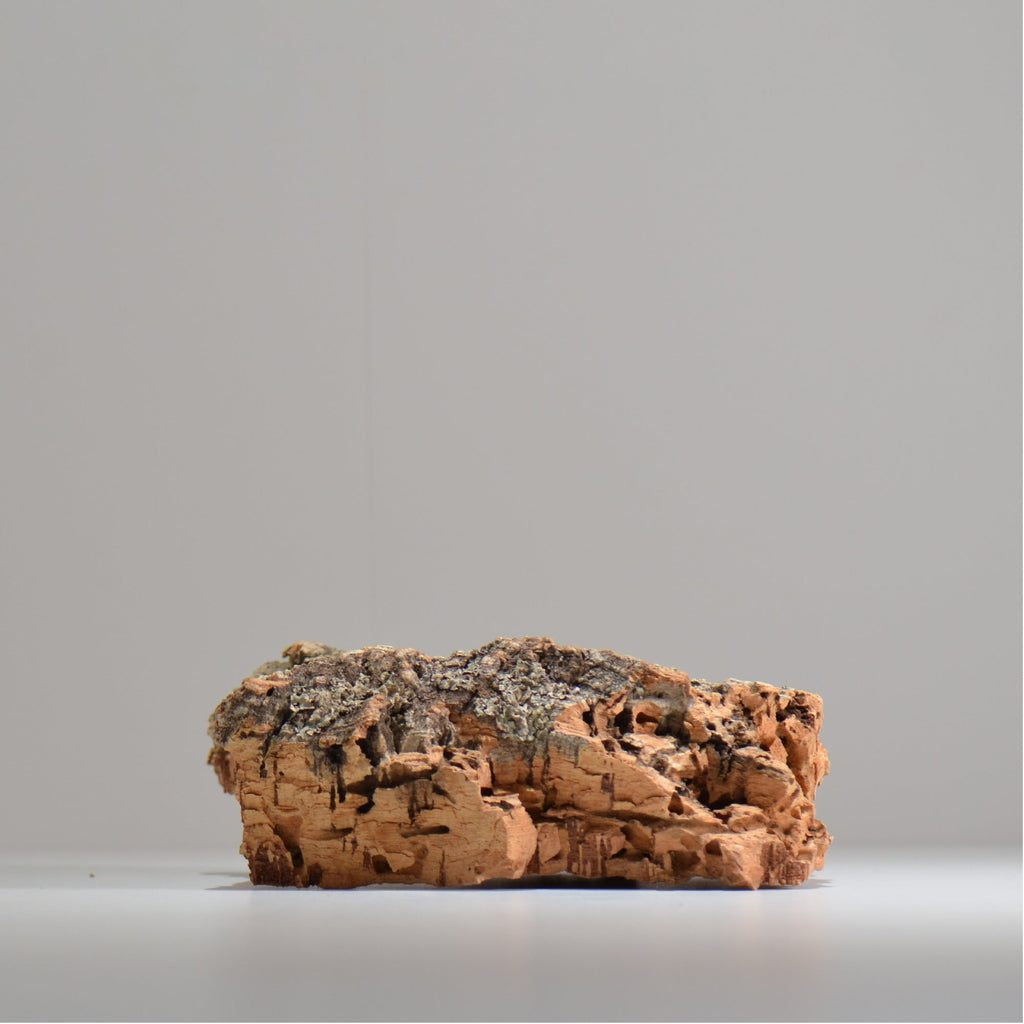 板付け用コルク / ビカクシダ / エアプランツ / 長辺約23cm / hachi_ko02_xl / 着生板