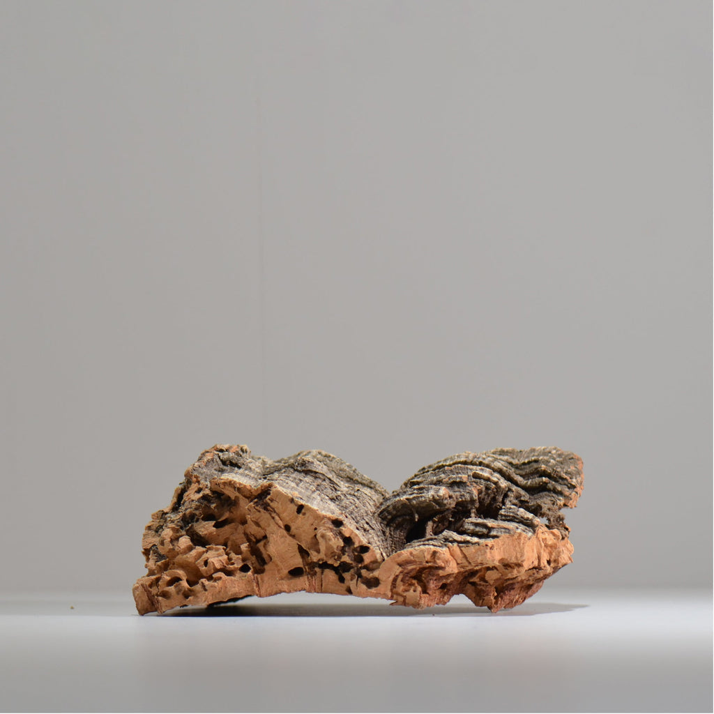 板付け用コルク / ビカクシダ / エアプランツ / 長辺約23cm / hachi_ko02_xl / 着生板