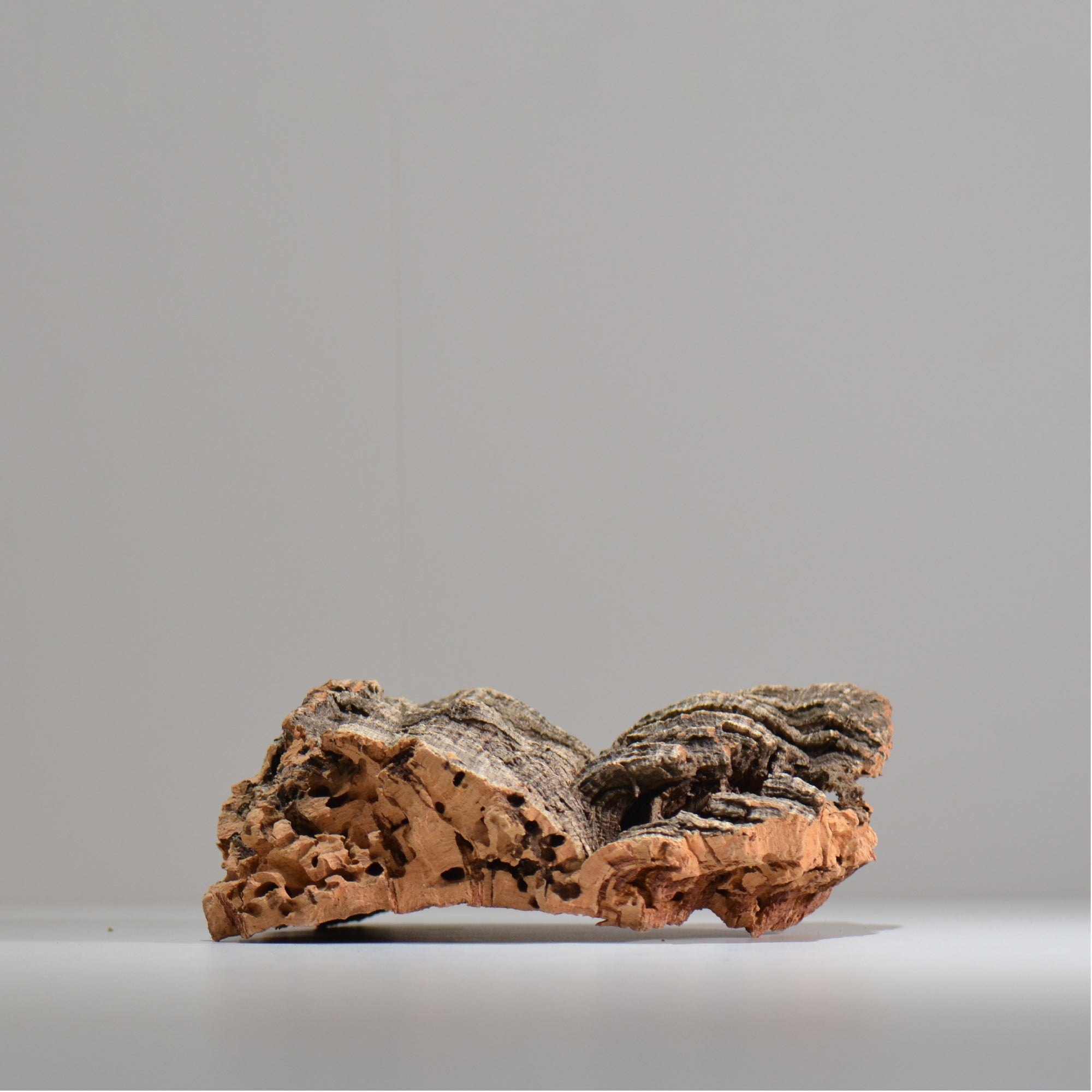 板付け用コルク / ビカクシダ / エアプランツ / 長辺約23cm / hachi_ko02_xl / 着生板