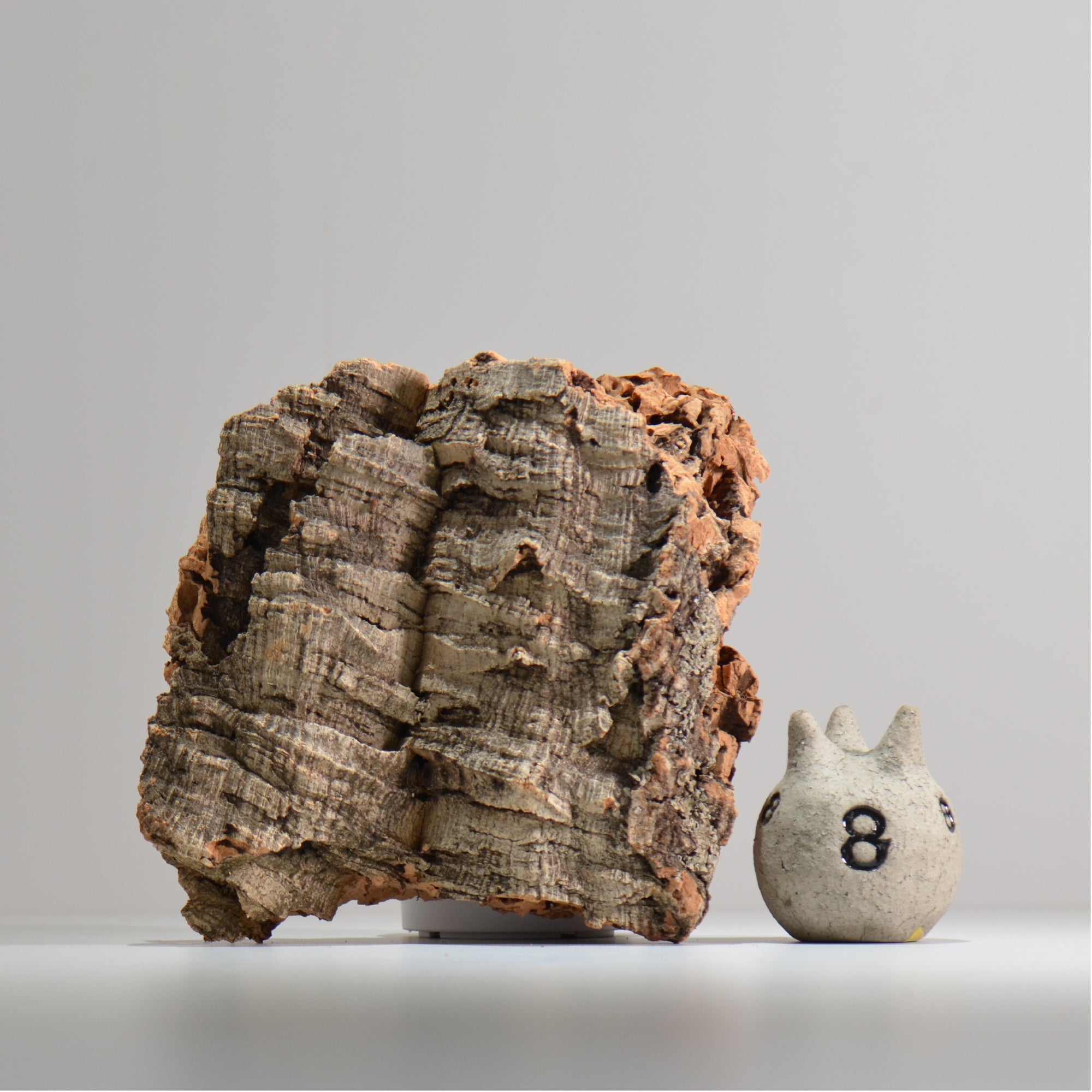 板付け用コルク / ビカクシダ / エアプランツ / 長辺約23cm / hachi_ko02_xl / 着生板