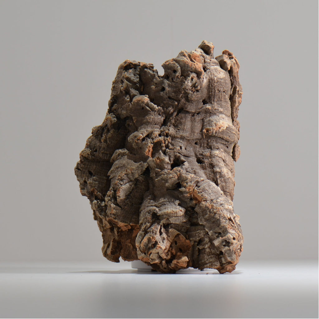 板付け用コルク / ビカクシダ / エアプランツ / 長辺約23cm / hachi_ko03_xl / 着生板