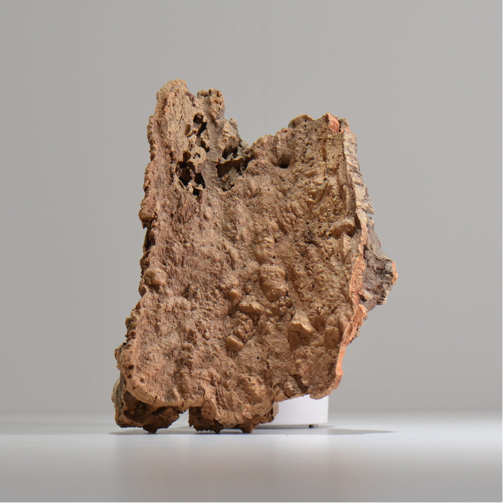 板付け用コルク / ビカクシダ / エアプランツ / 長辺約23cm / hachi_ko03_xl / 着生板