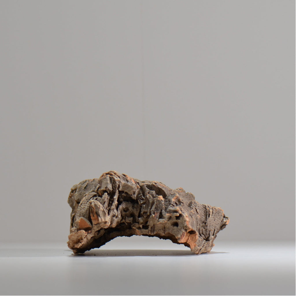 板付け用コルク / ビカクシダ / エアプランツ / 長辺約23cm / hachi_ko03_xl / 着生板