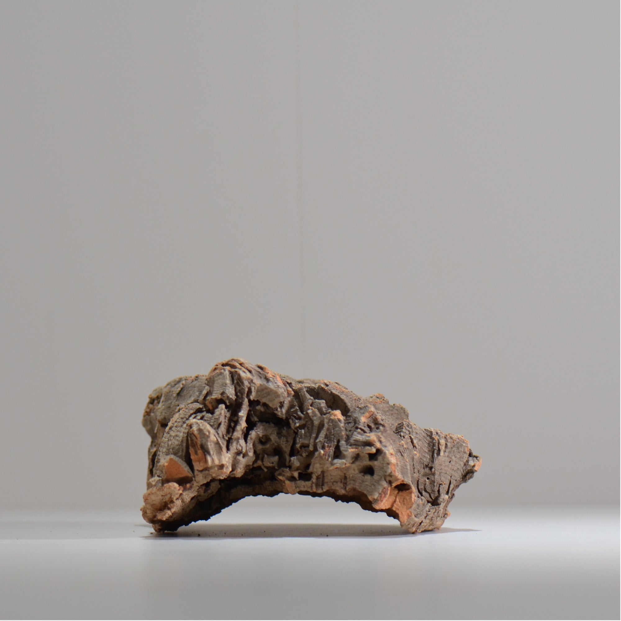 板付け用コルク / ビカクシダ / エアプランツ / 長辺約23cm / hachi_ko03_xl / 着生板