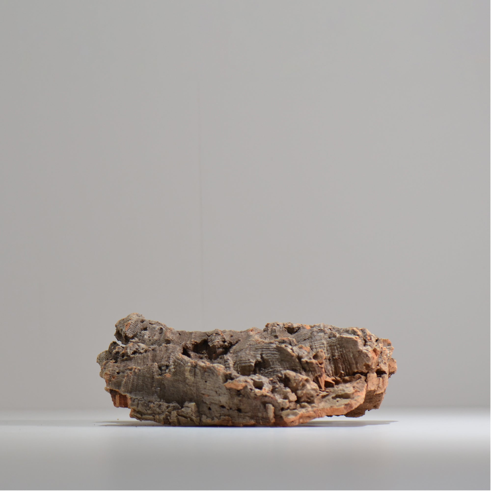 板付け用コルク / ビカクシダ / エアプランツ / 長辺約23cm / hachi_ko03_xl / 着生板