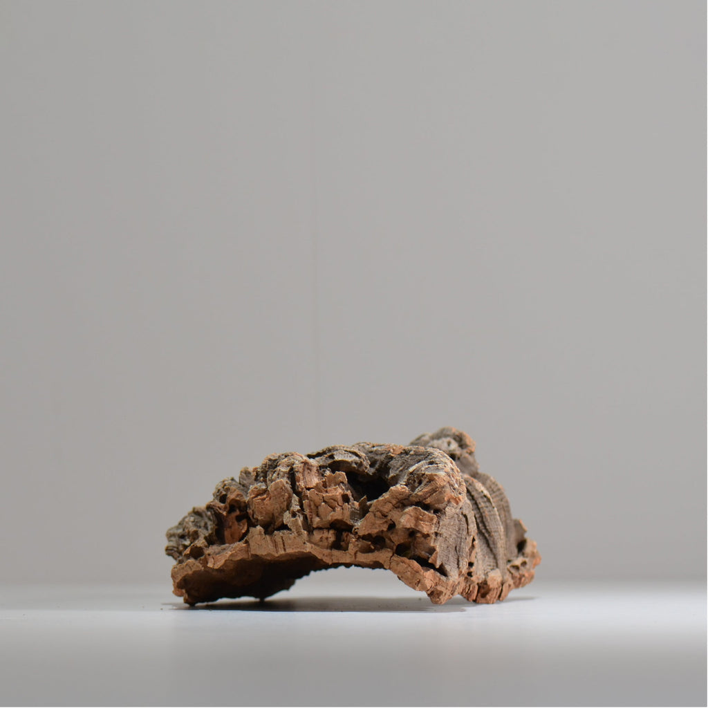 板付け用コルク / ビカクシダ / エアプランツ / 長辺約23cm / hachi_ko03_xl / 着生板