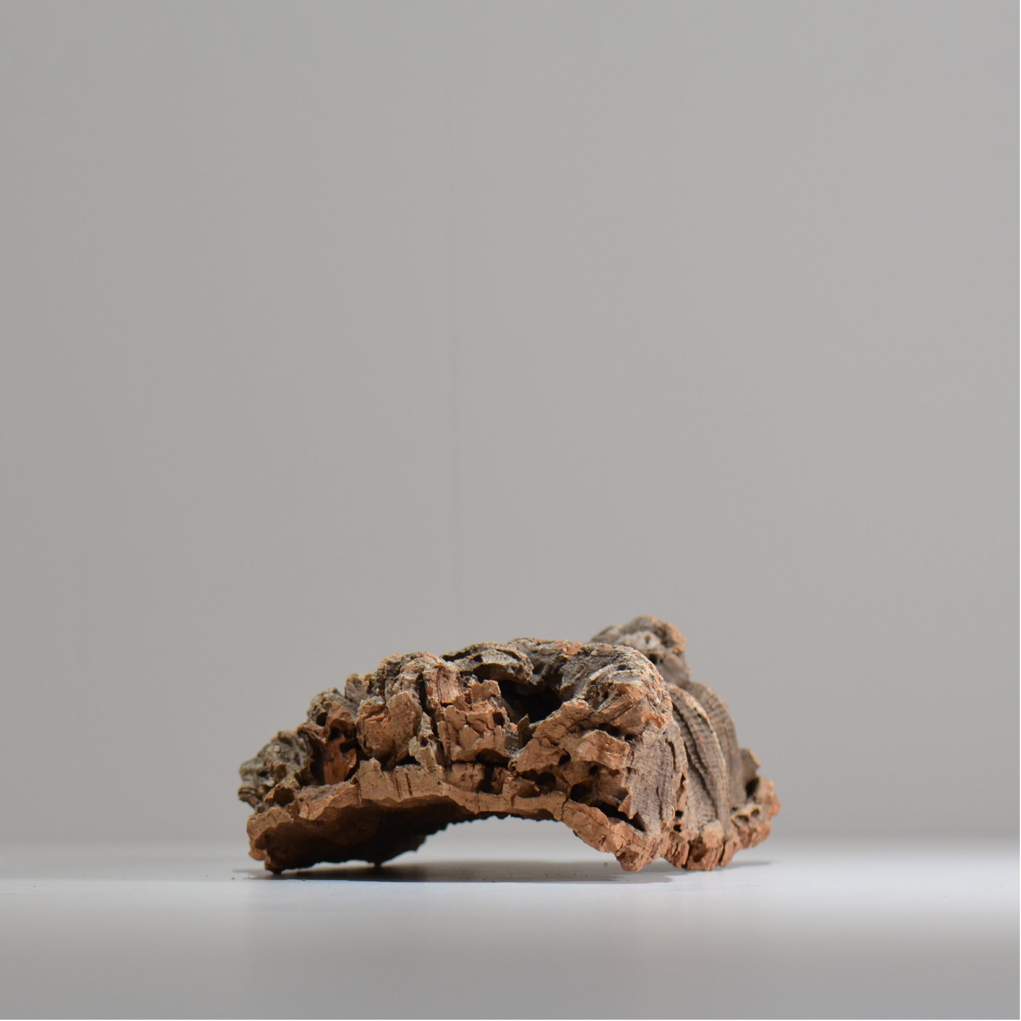 板付け用コルク / ビカクシダ / エアプランツ / 長辺約23cm / hachi_ko03_xl / 着生板