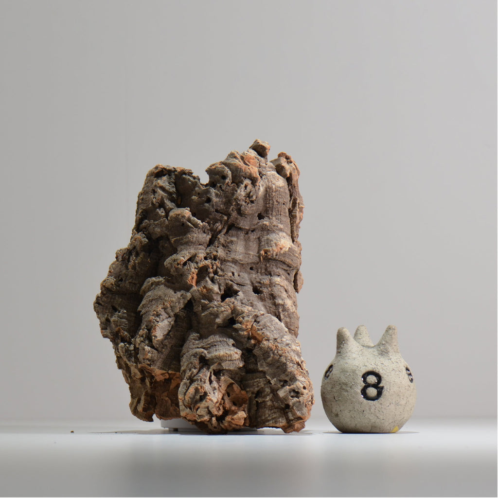 板付け用コルク / ビカクシダ / エアプランツ / 長辺約23cm / hachi_ko03_xl / 着生板