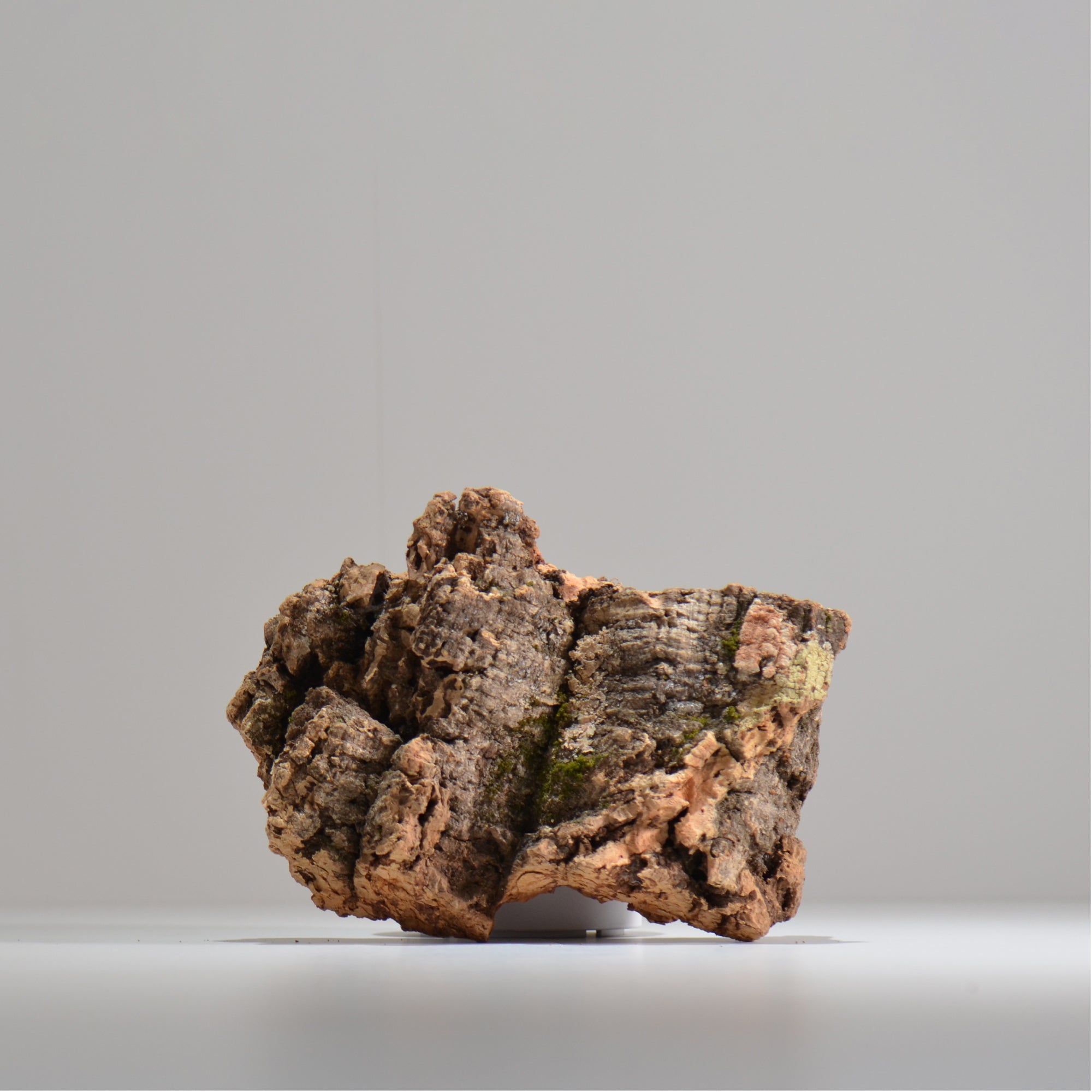 板付け用コルク / ビカクシダ / エアプランツ / 長辺約20cm / hachi_ko04_xl / 着生板