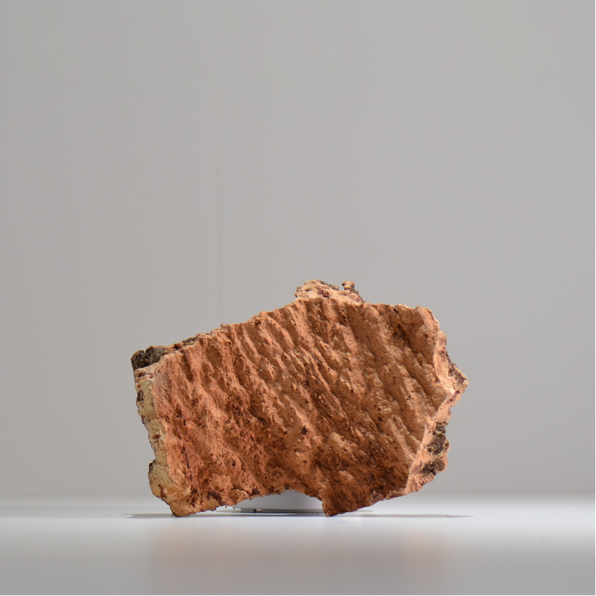 板付け用コルク / ビカクシダ / エアプランツ / 長辺約20cm / hachi_ko04_xl / 着生板