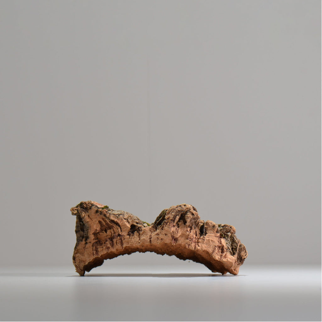 板付け用コルク / ビカクシダ / エアプランツ / 長辺約20cm / hachi_ko04_xl / 着生板