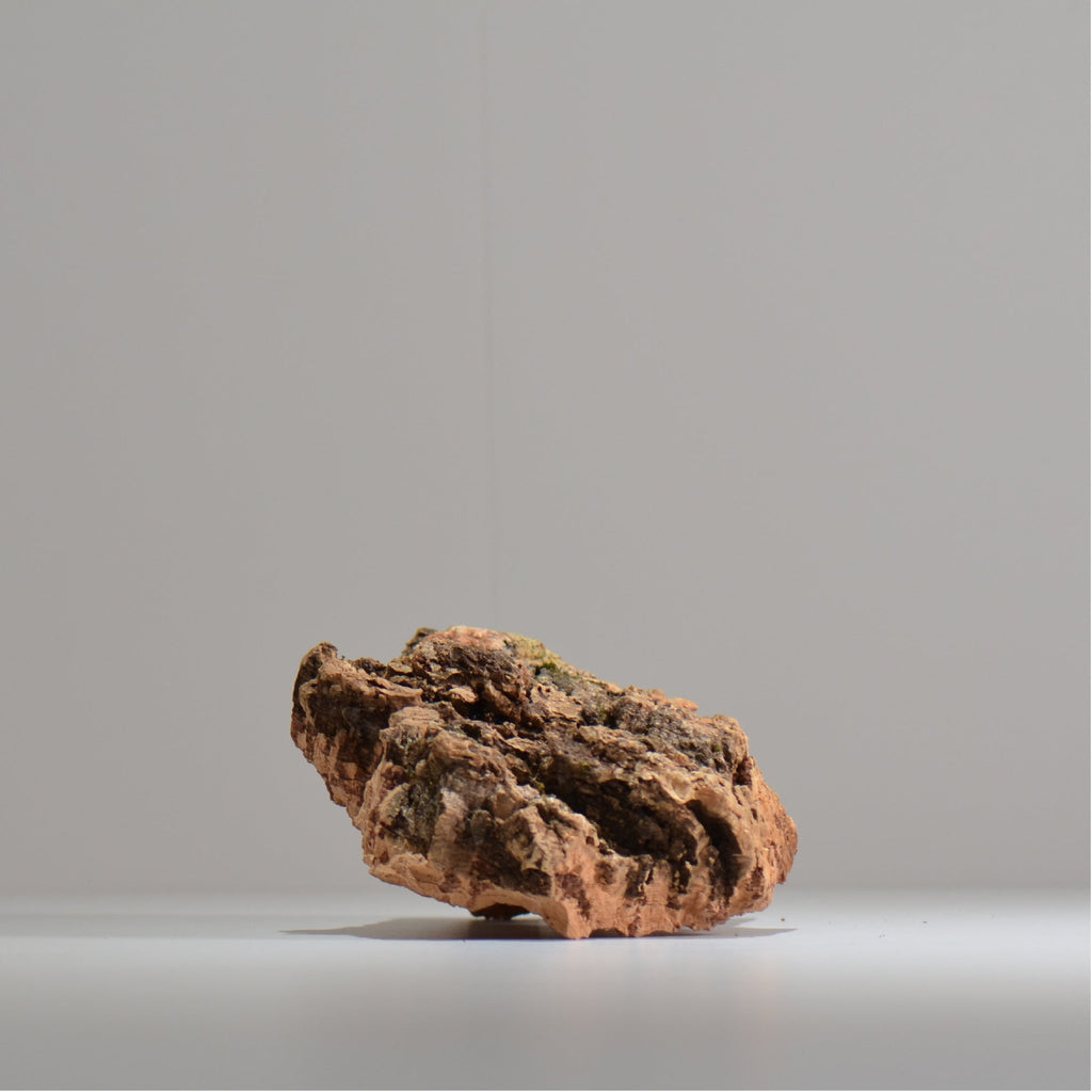 板付け用コルク / ビカクシダ / エアプランツ / 長辺約20cm / hachi_ko04_xl / 着生板