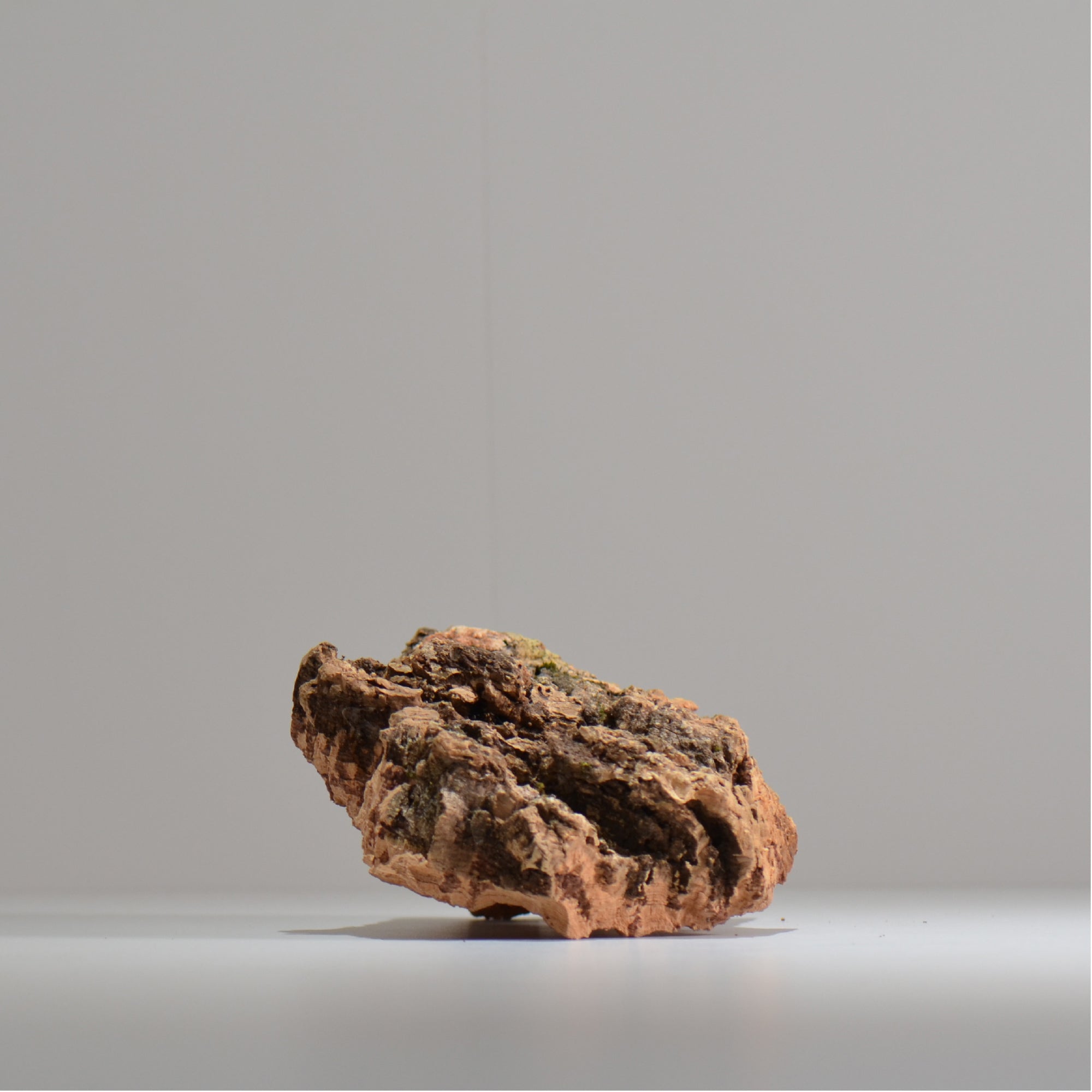 板付け用コルク / ビカクシダ / エアプランツ / 長辺約20cm / hachi_ko04_xl / 着生板