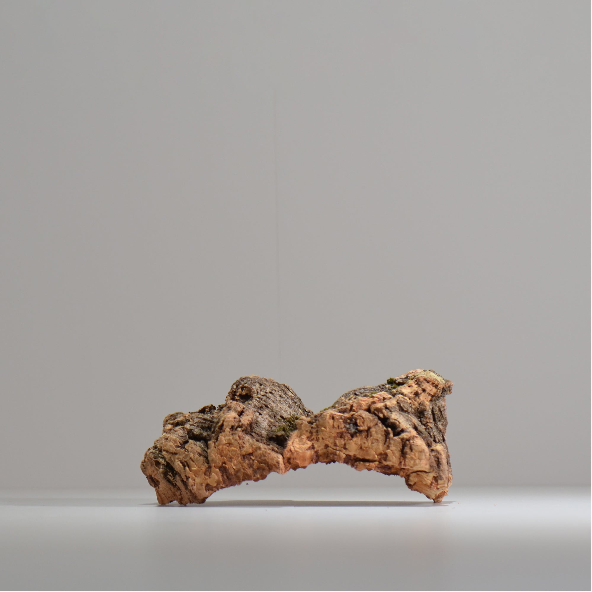 板付け用コルク / ビカクシダ / エアプランツ / 長辺約20cm / hachi_ko04_xl / 着生板